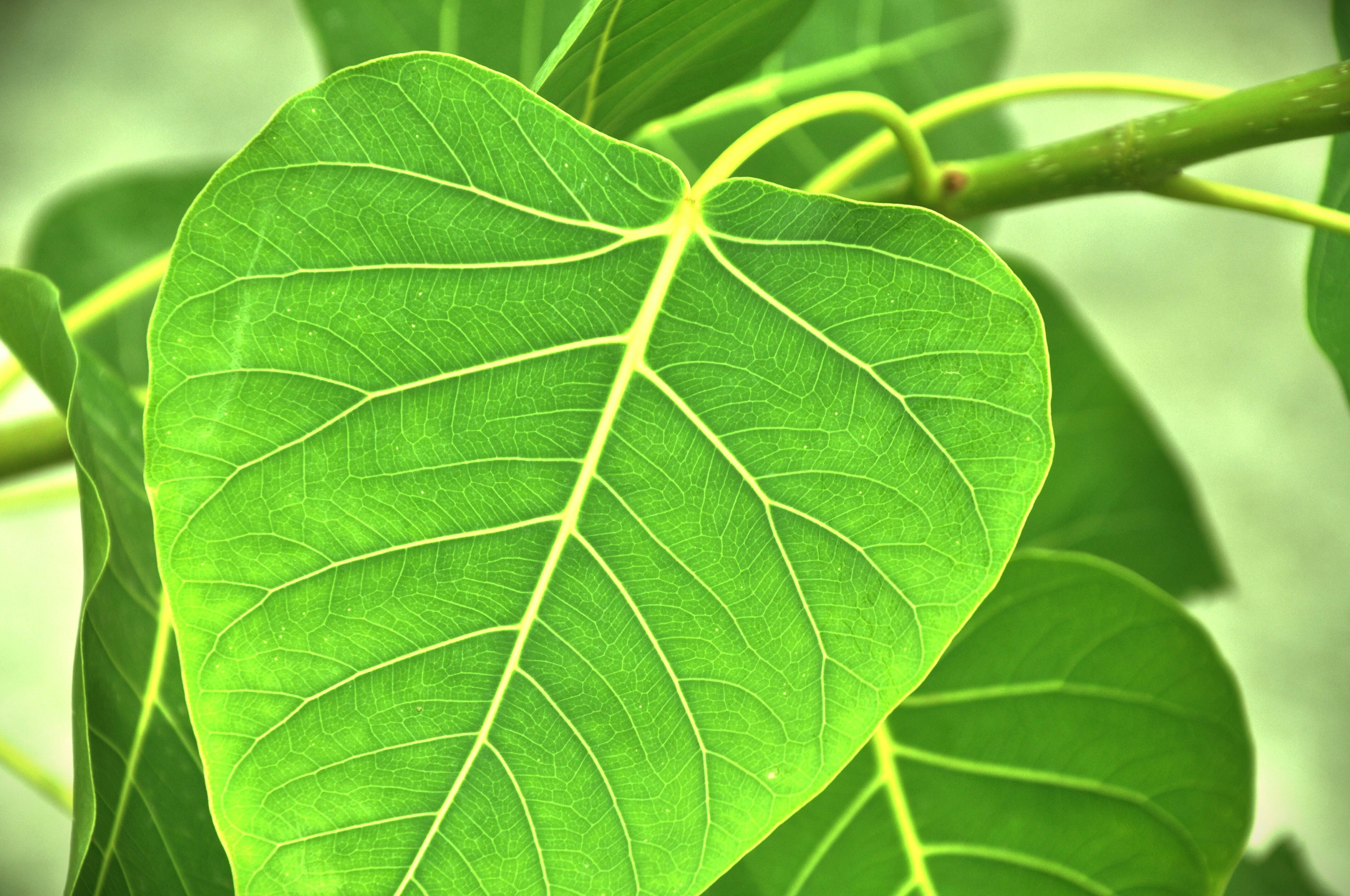 Photo by prakritidarshan