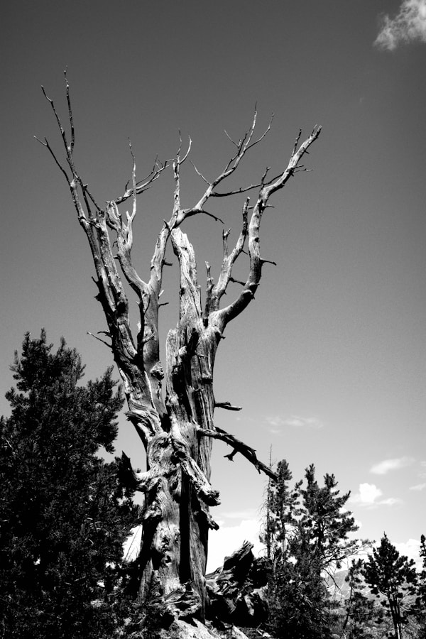 Ancient gnarled olive tree