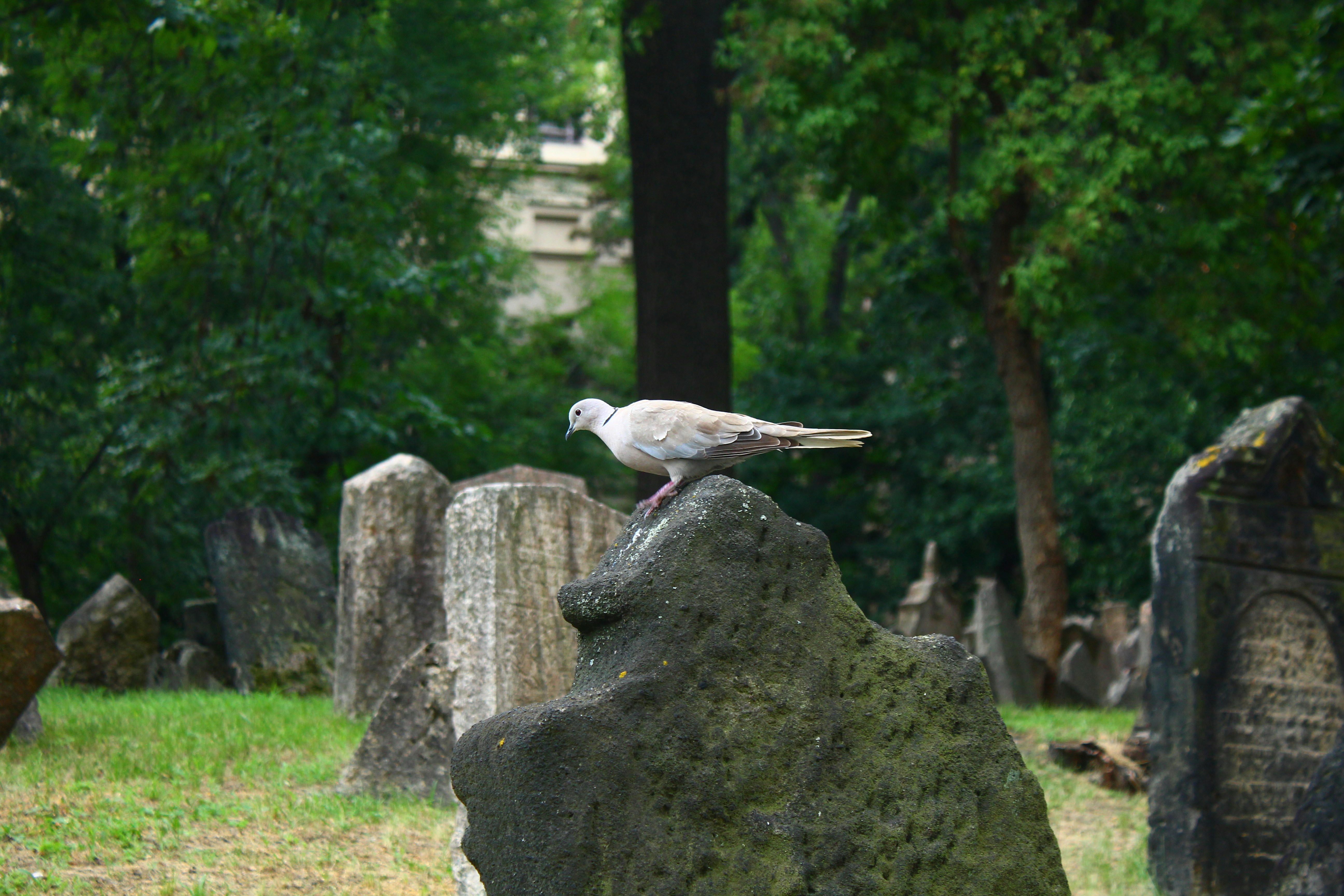 A dove perched on a weathered tombstone in a cemetery.