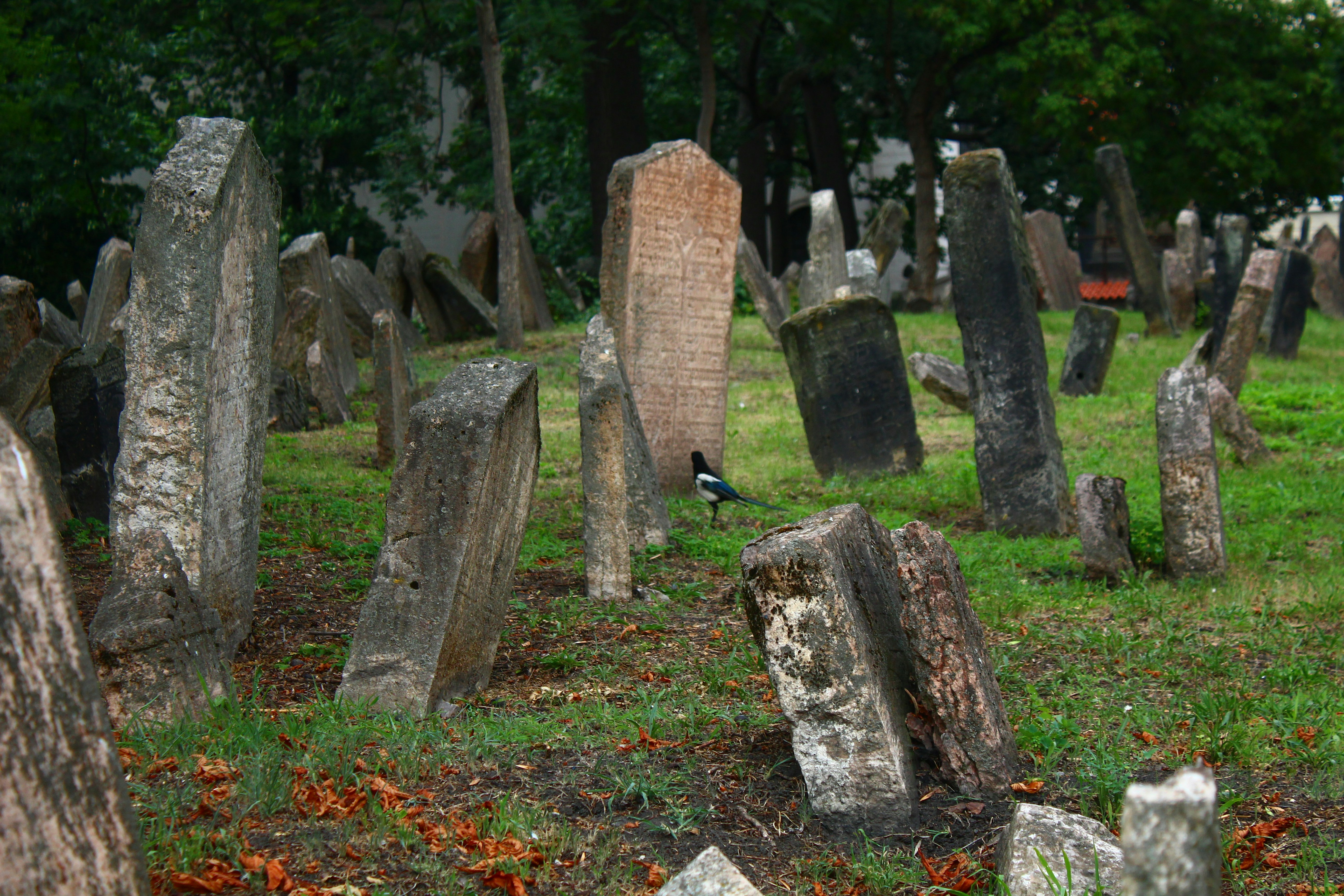 Old gravestones in a grassy cemetery with a bird.