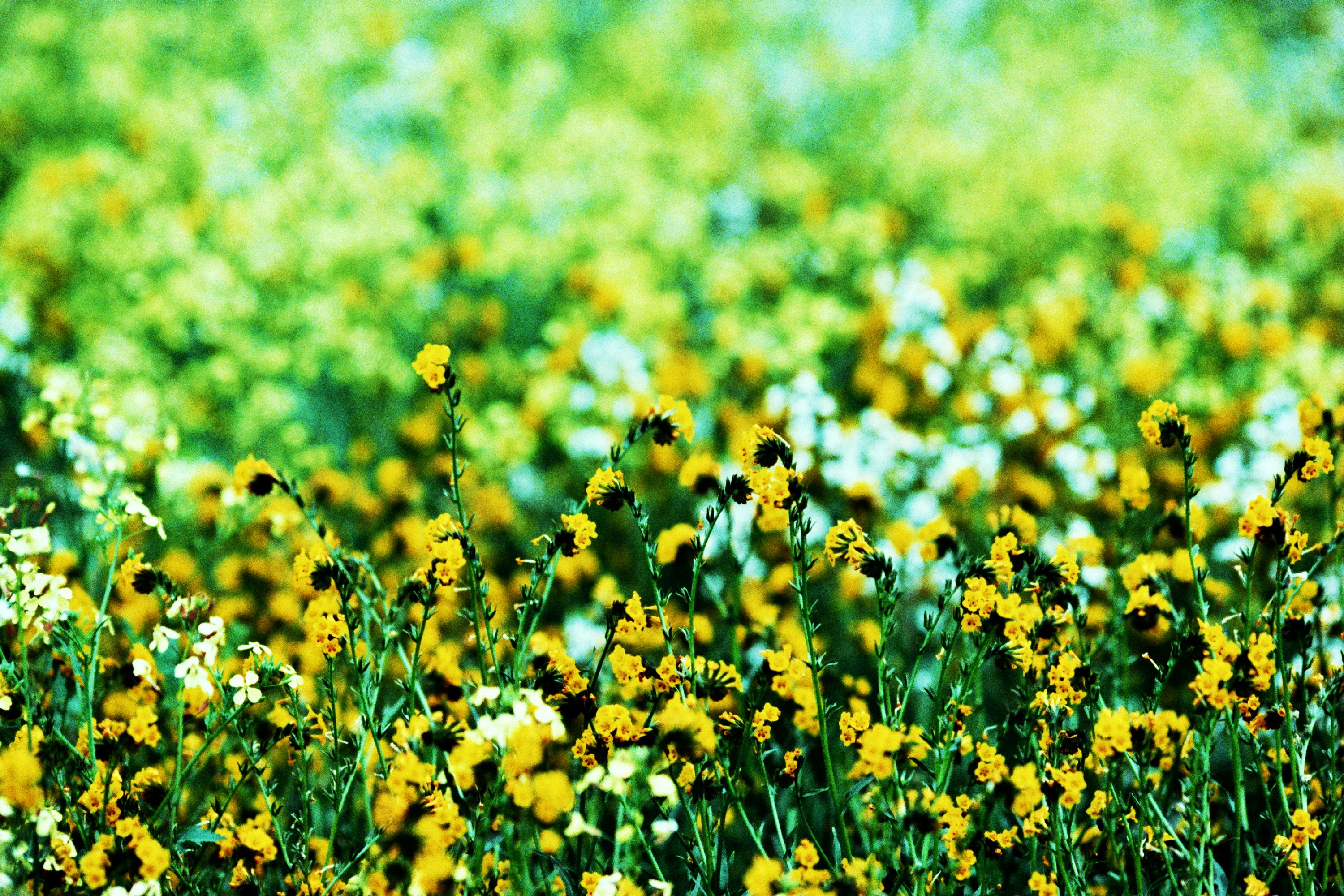 Field of yellow and white wildflowers in bloom