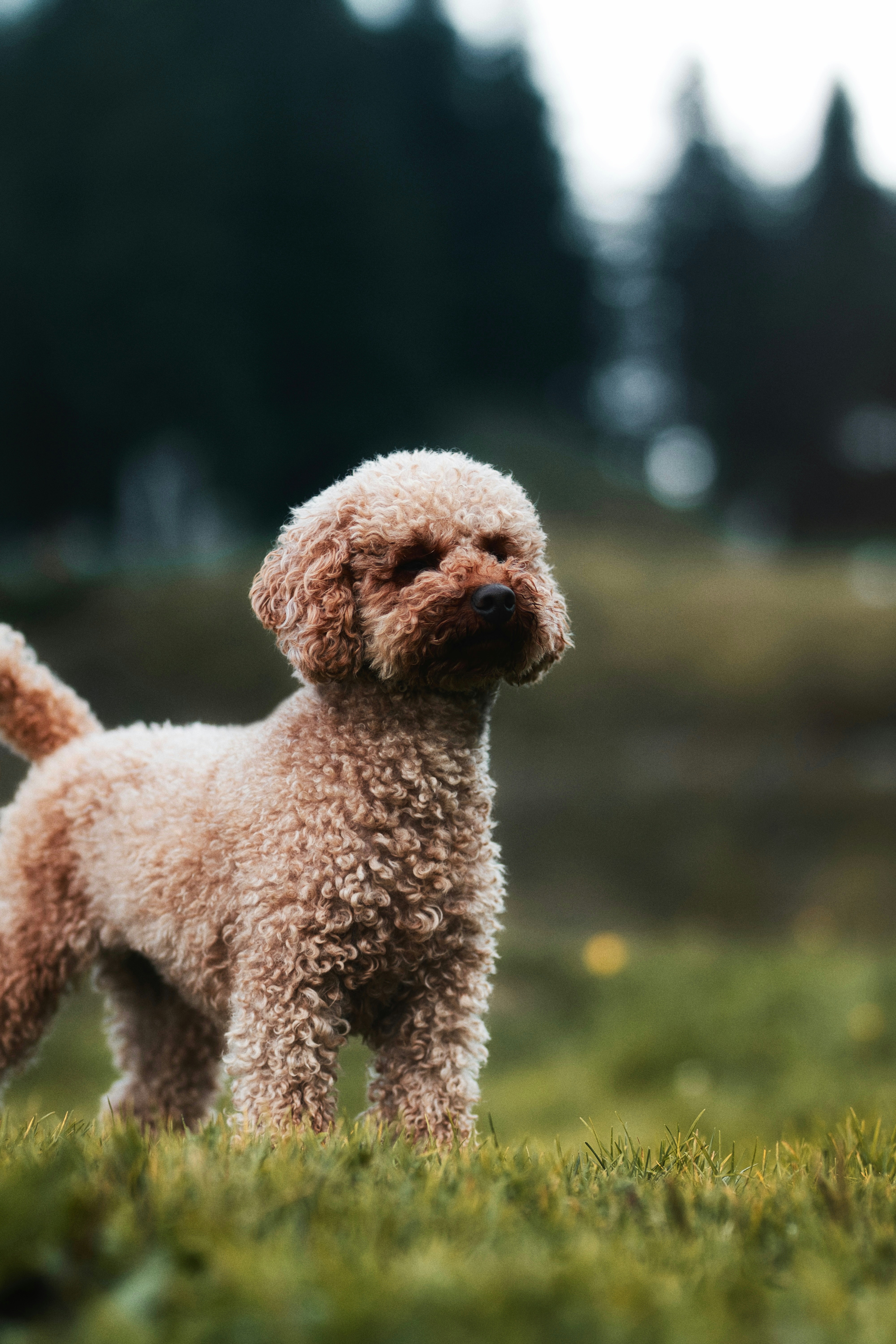 Ein flauschiger brauner Pudel steht auf einer grasbewachsenen Wiese. Foto –  Kostenloses Bild zum Thema Tier auf Unsplash, image size:3000x4500