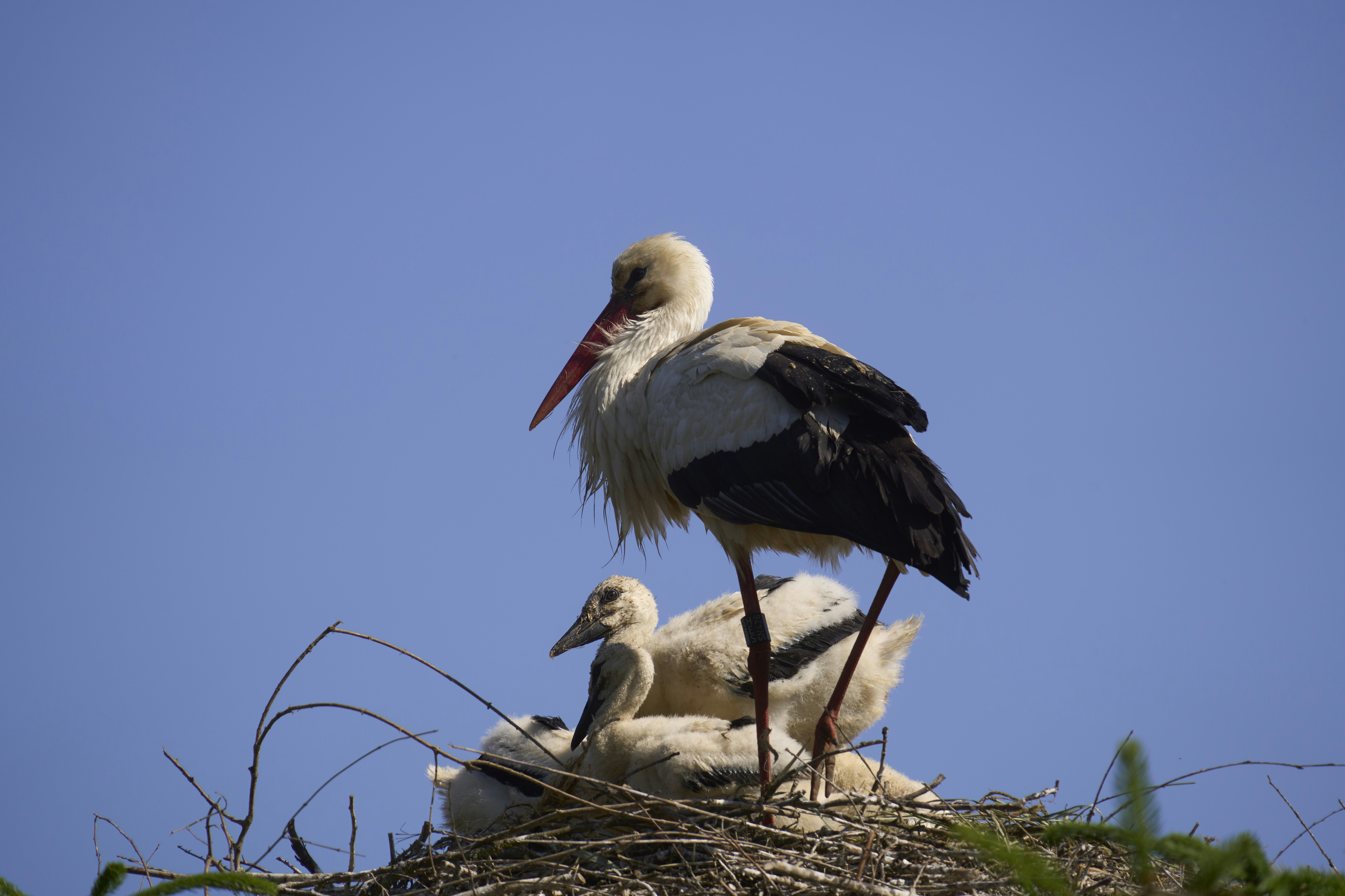 Photo by wolfgang_hasselmann