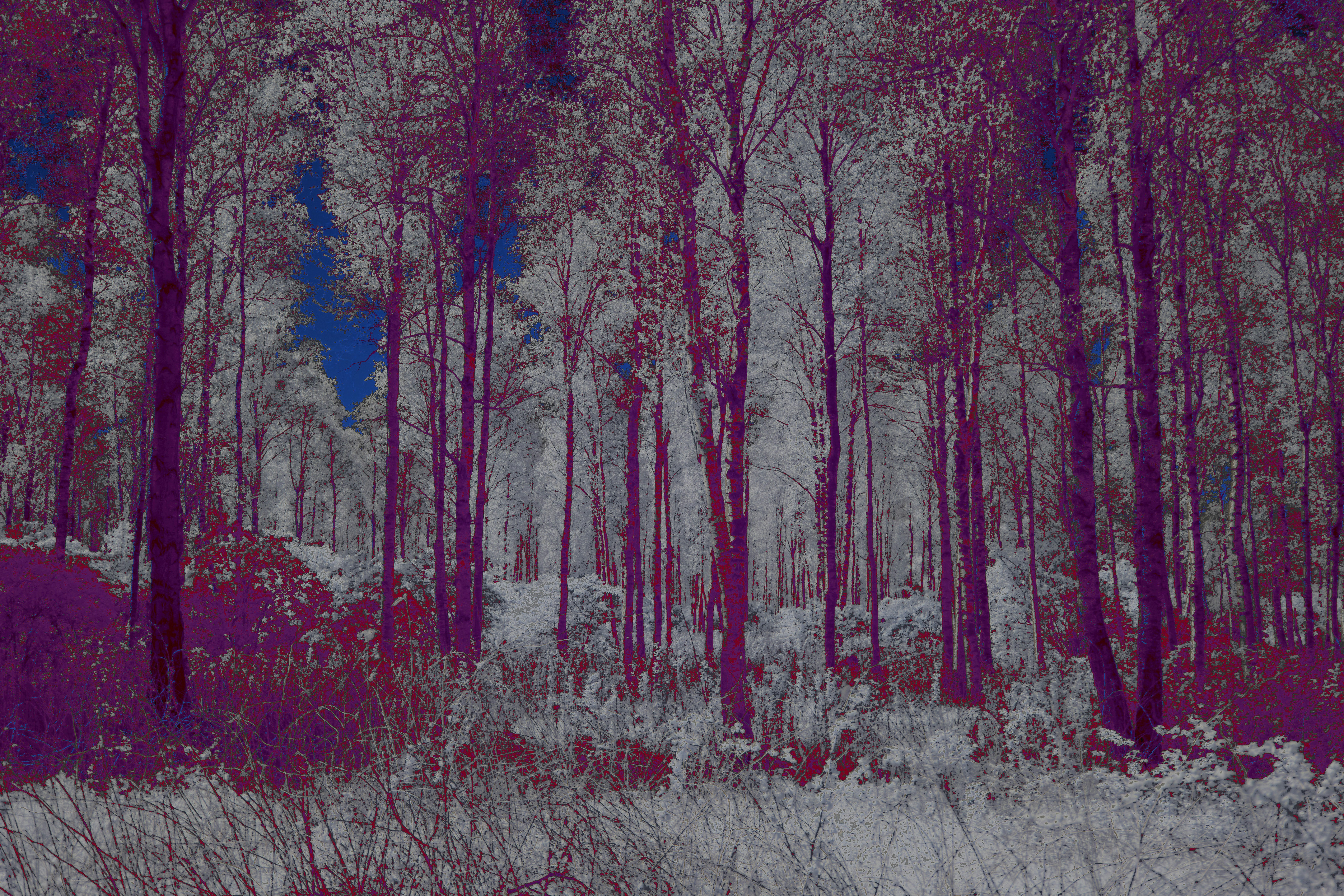 Photo by wolfgang_hasselmann