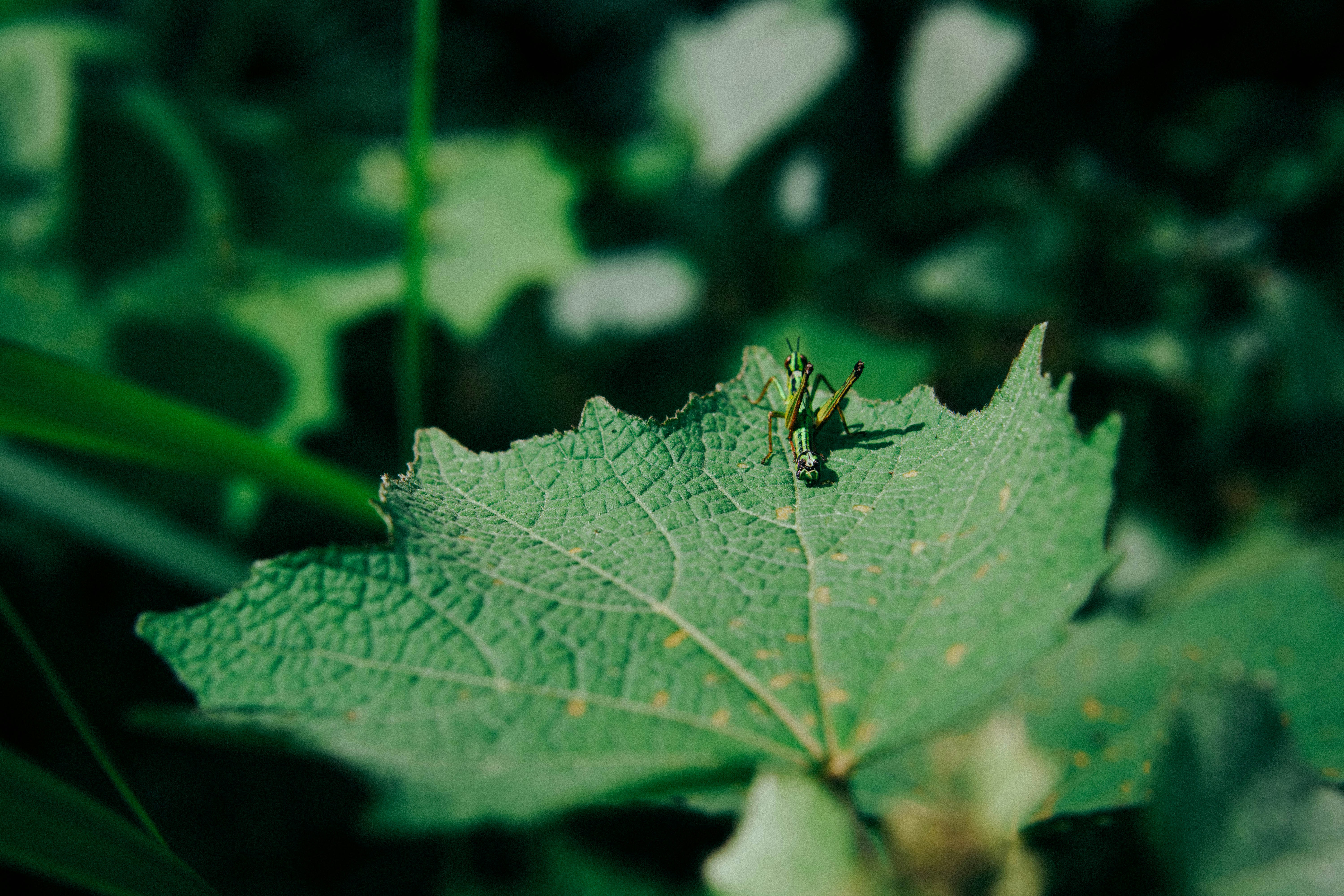 Photo by saagarshrest