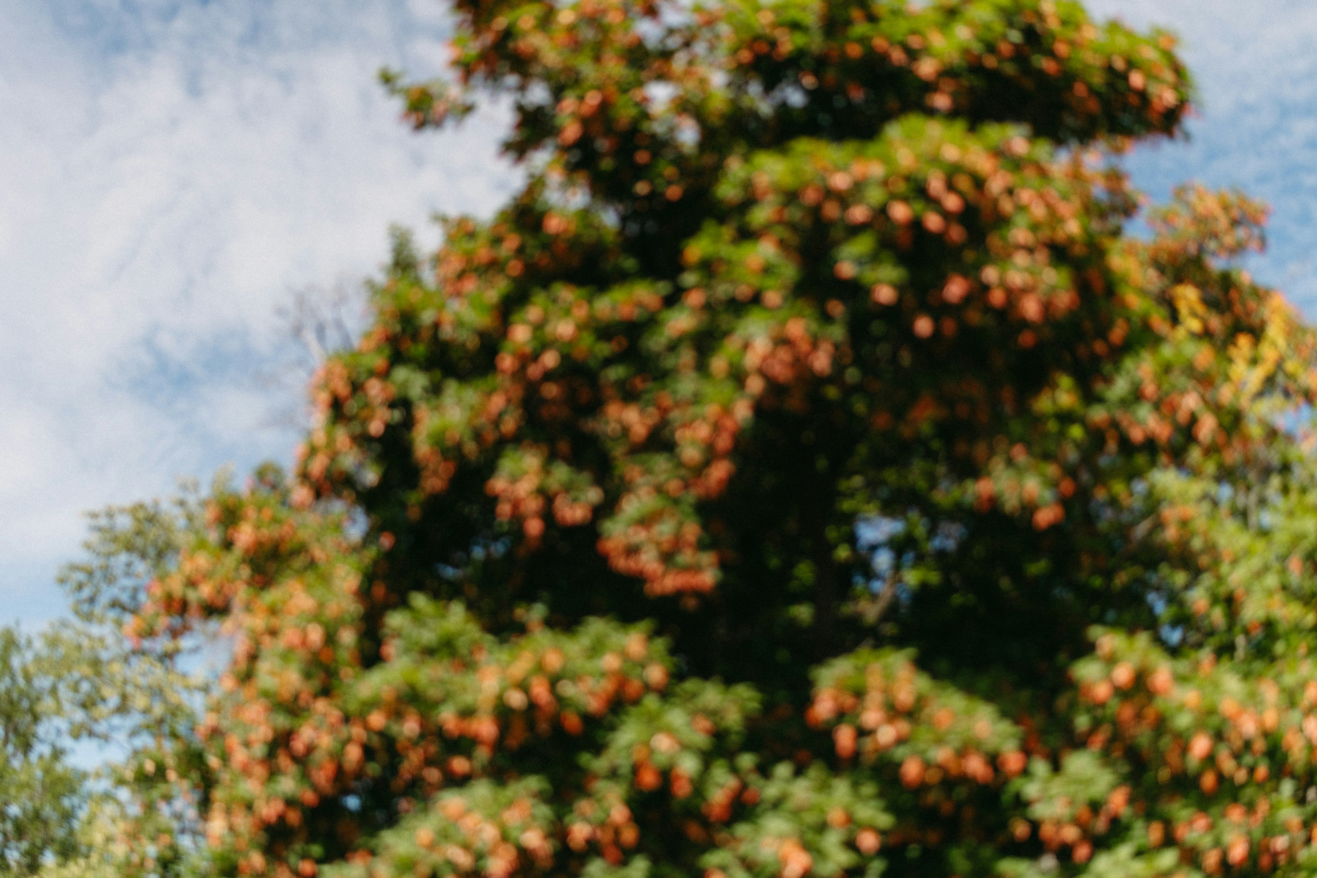 Pine tree with many cones against blue sky