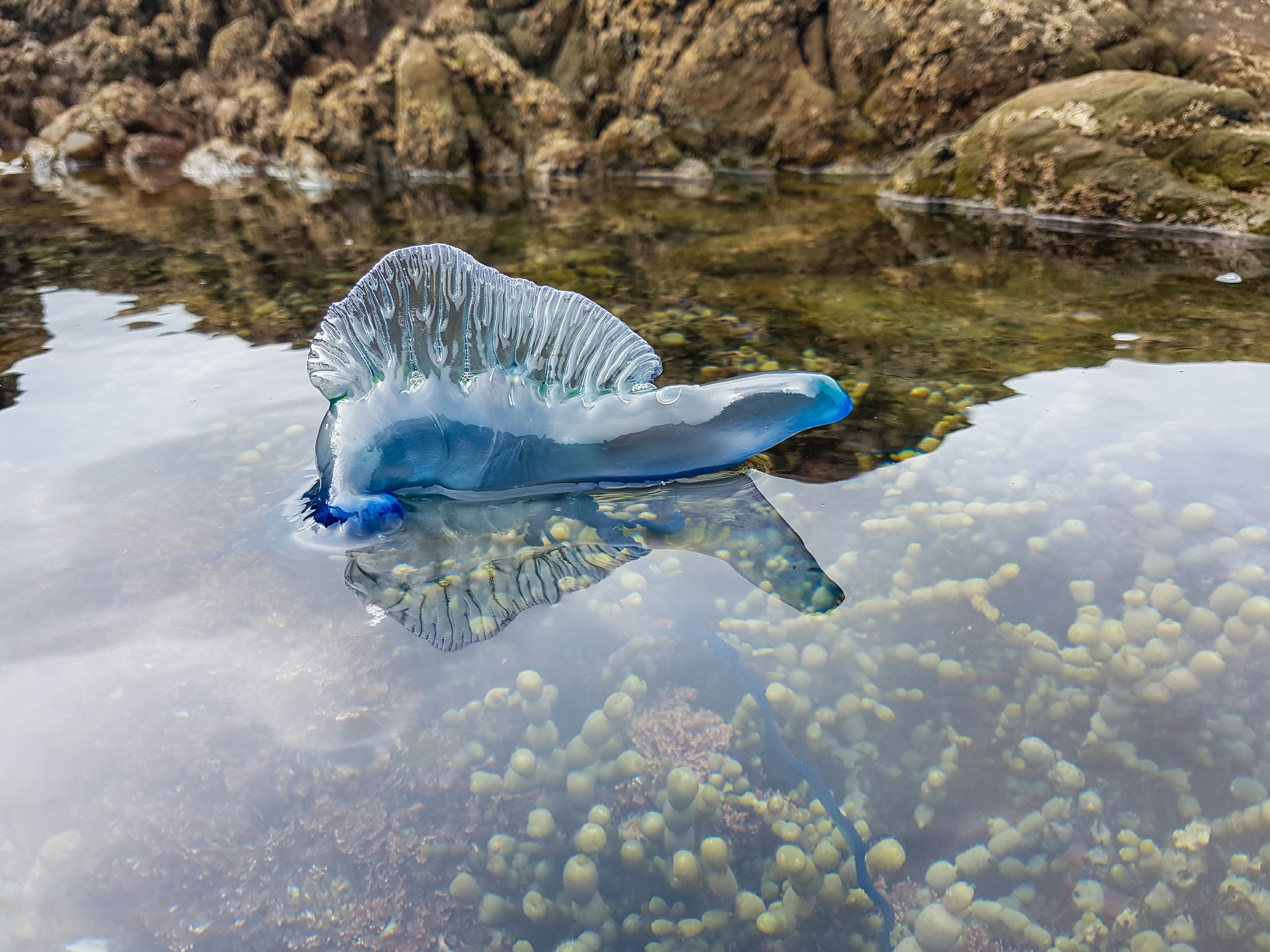 Blue portuguese man o' war floats in shallow water.