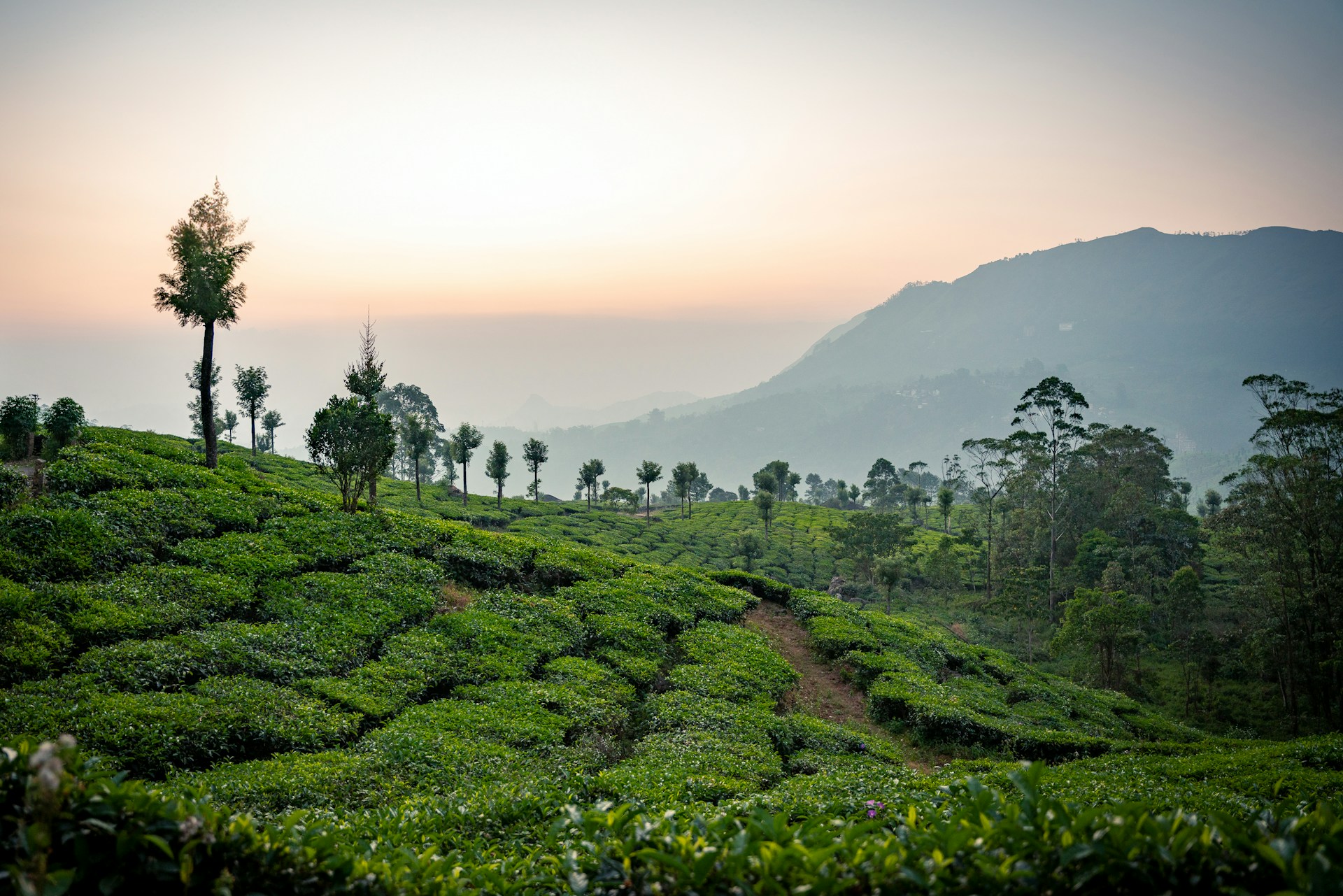 Rolling green tea fields at sunrise with mountains