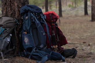 Several backpacks lean against a tree in a forest.