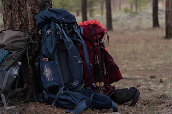 Several backpacks lean against a tree in a forest.