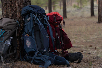 Several backpacks lean against a tree in a forest.