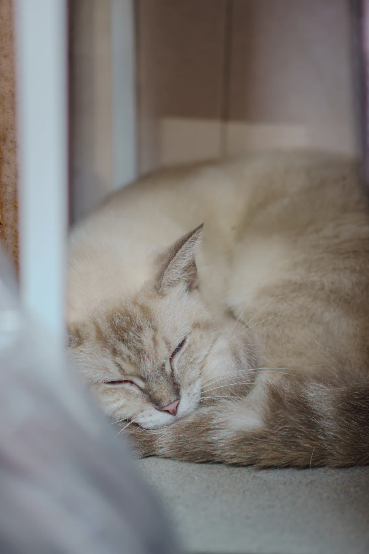 Gato de pelo claro durmiendo enroscado