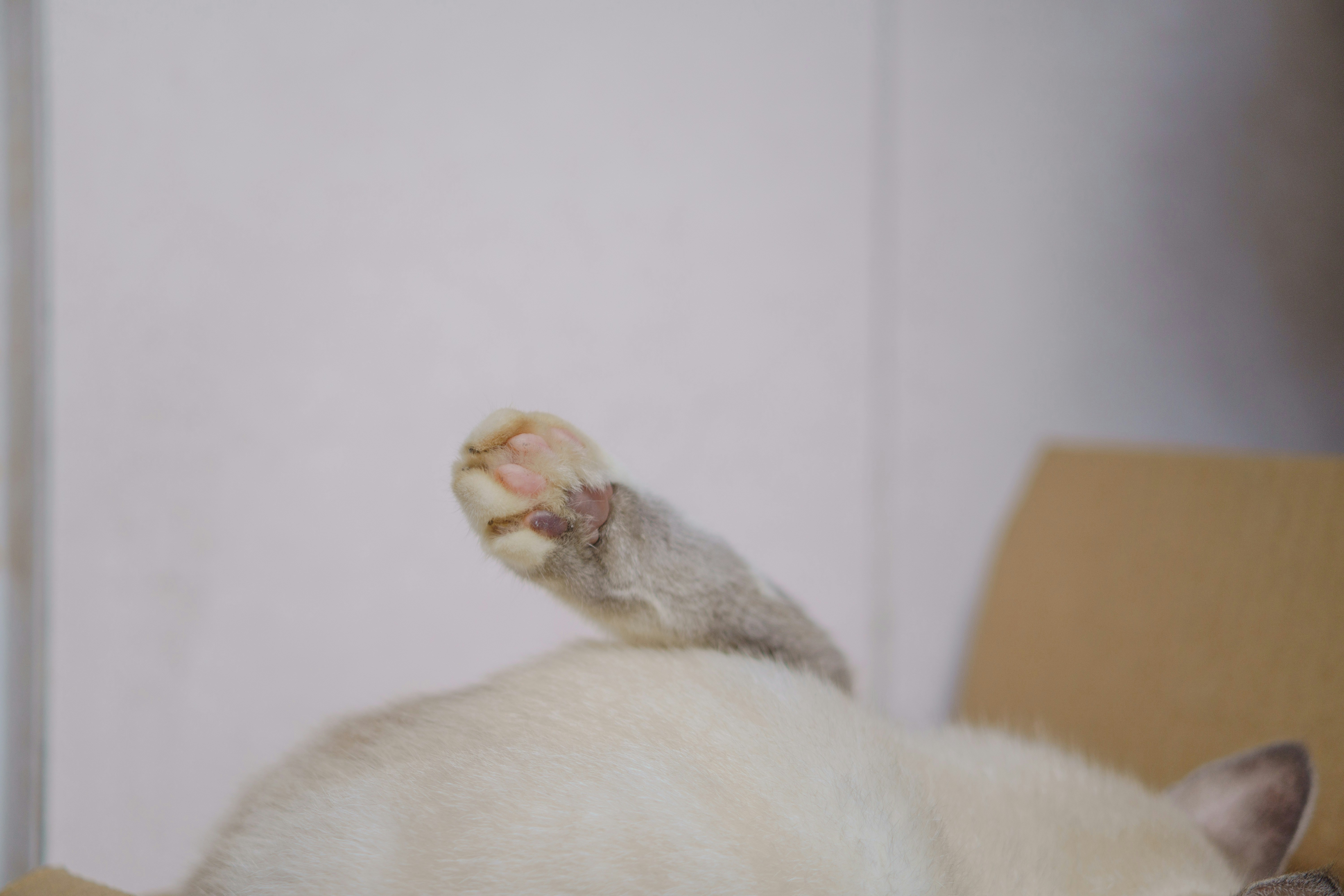 A cat's paw resting on its body