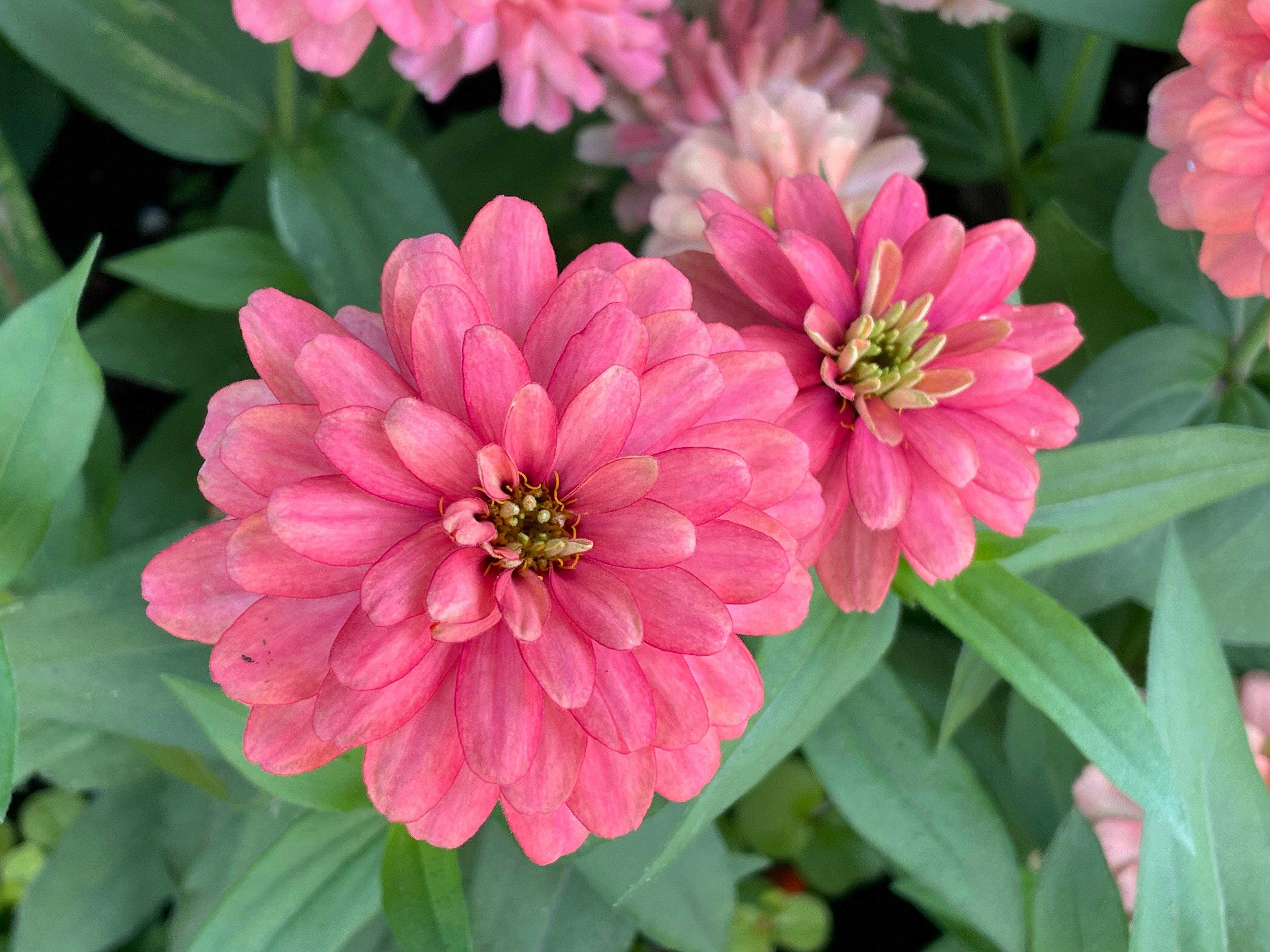 Photo by photodeonyx