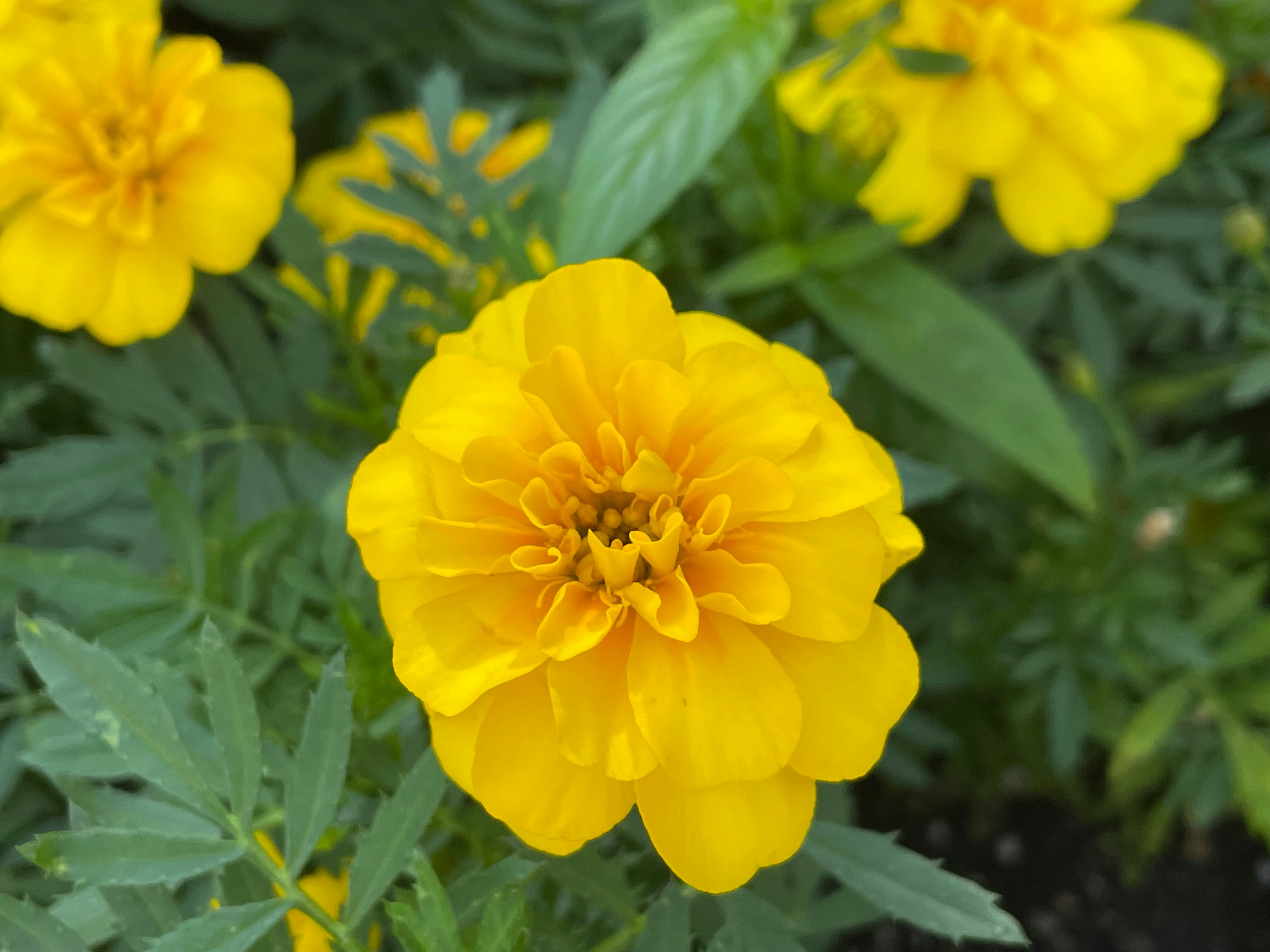 Photo by photodeonyx