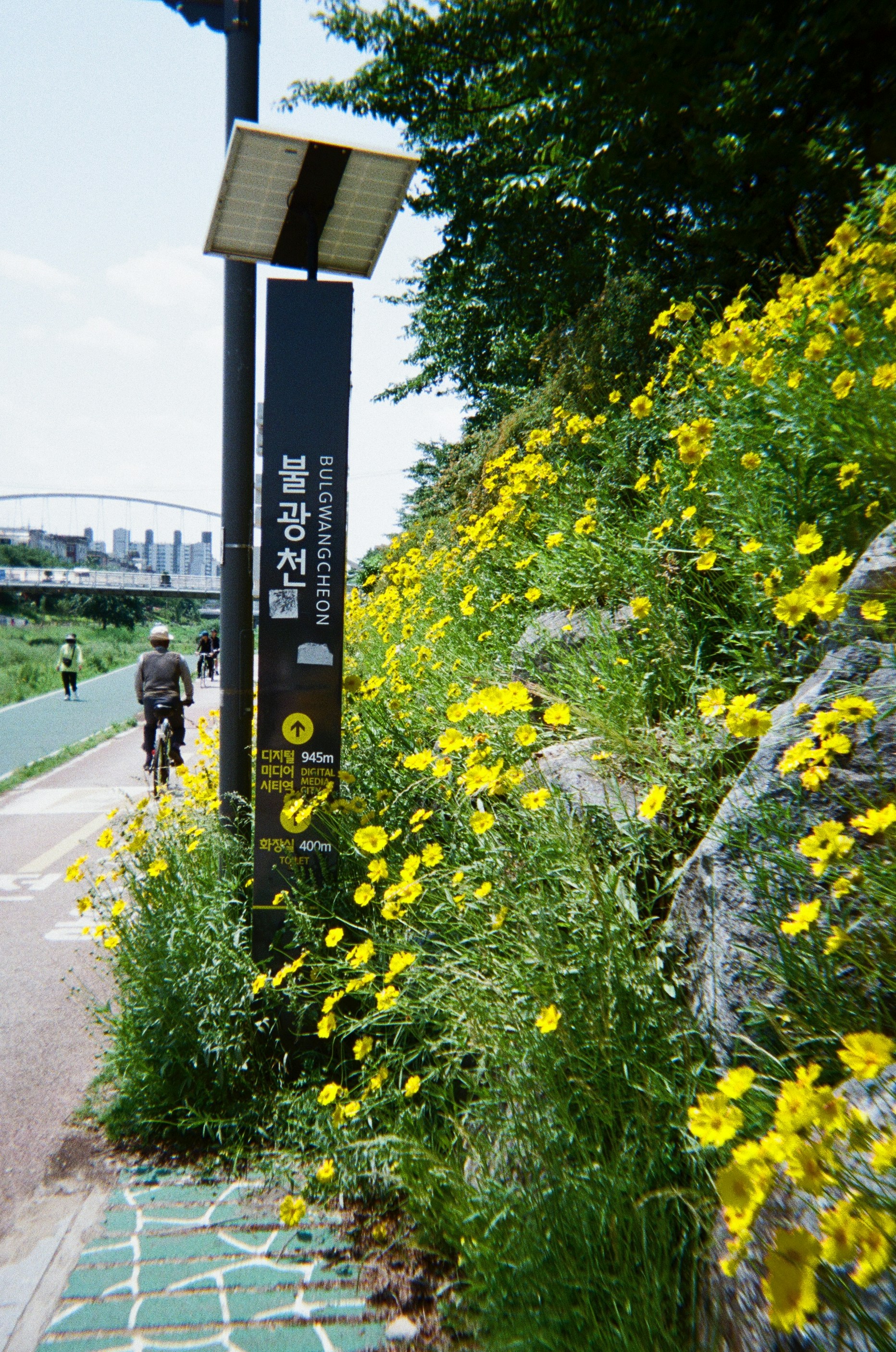 A paved path lined with yellow flowers and a sign.