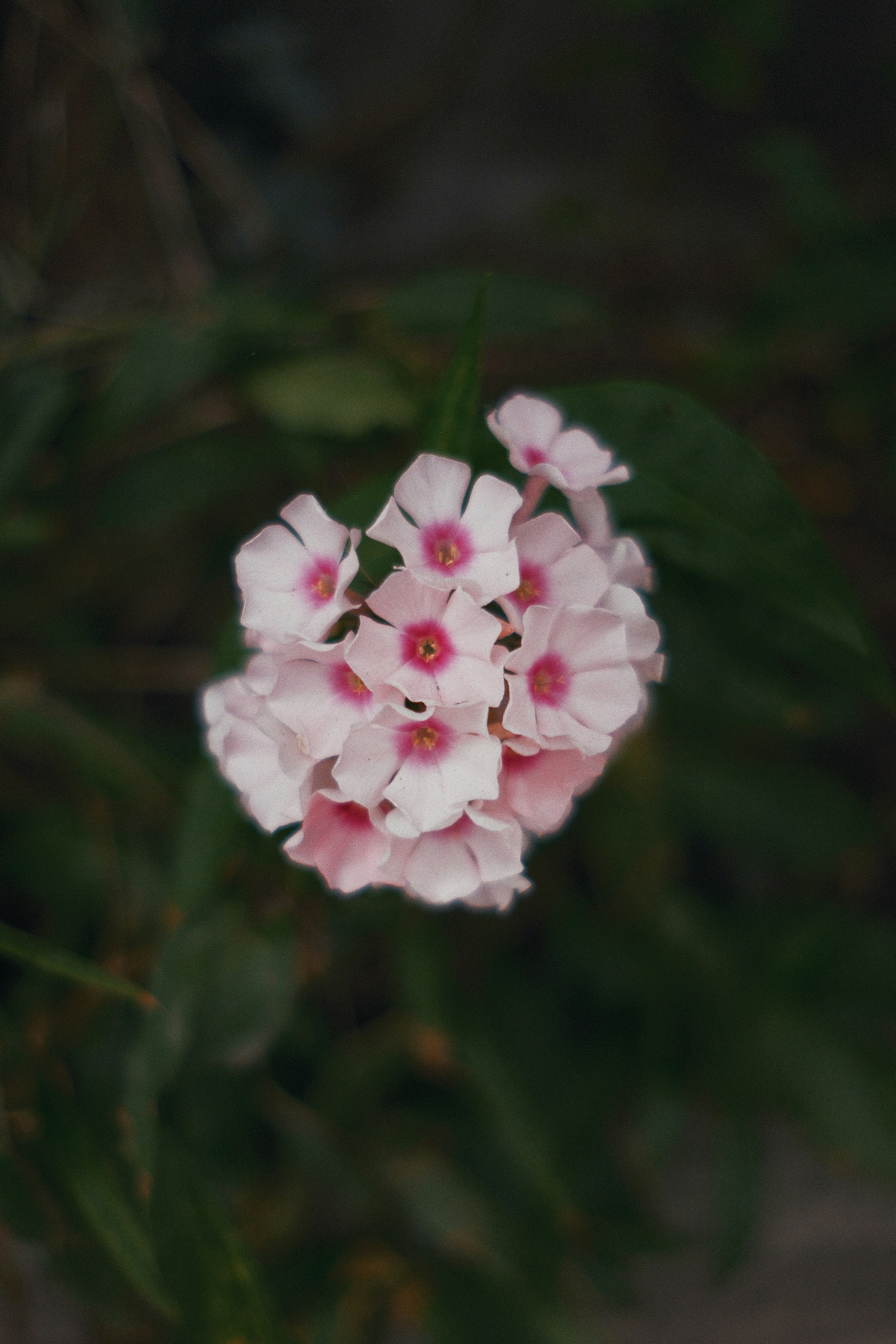 Photo by calbertmelu