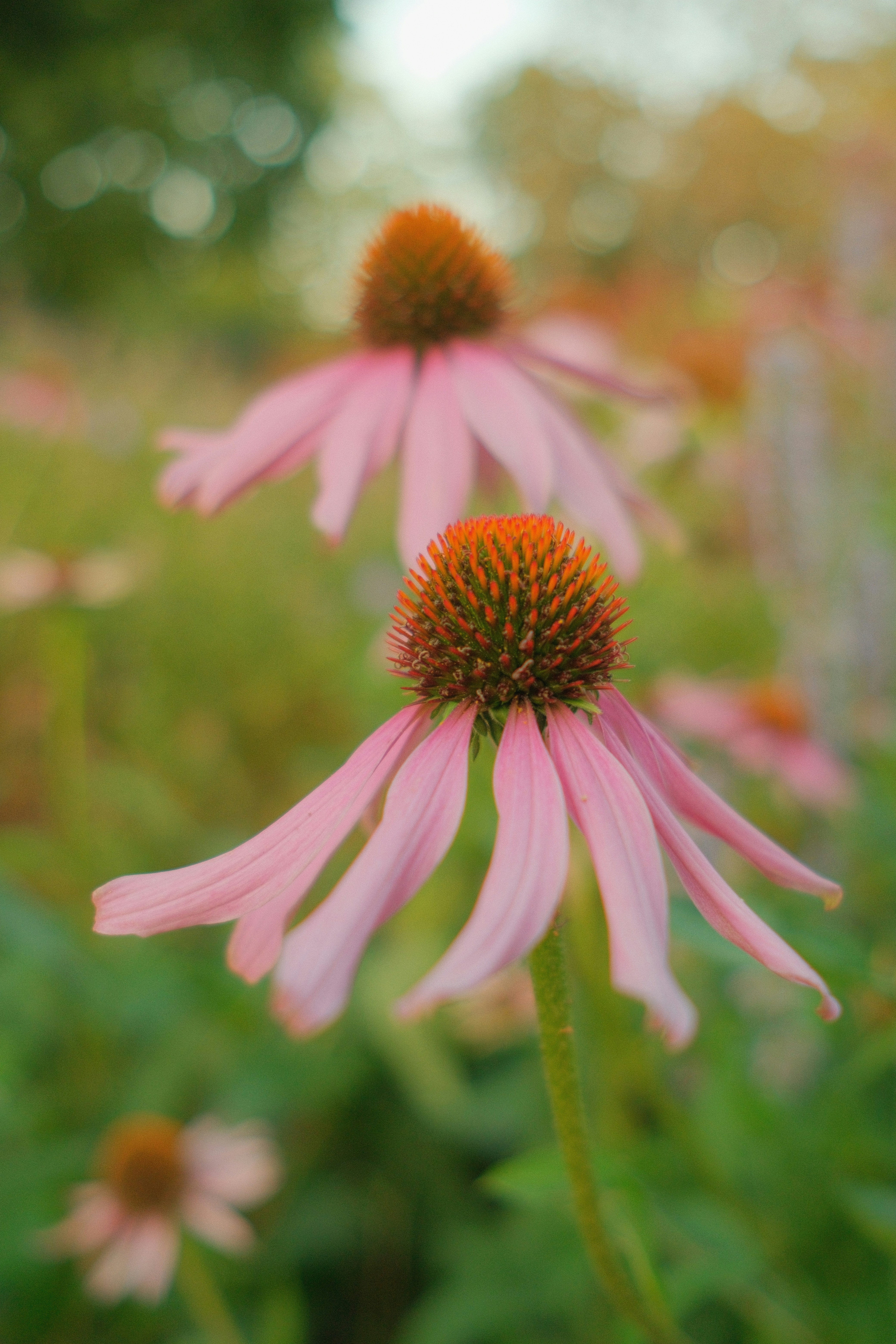 Photo by calbertmelu