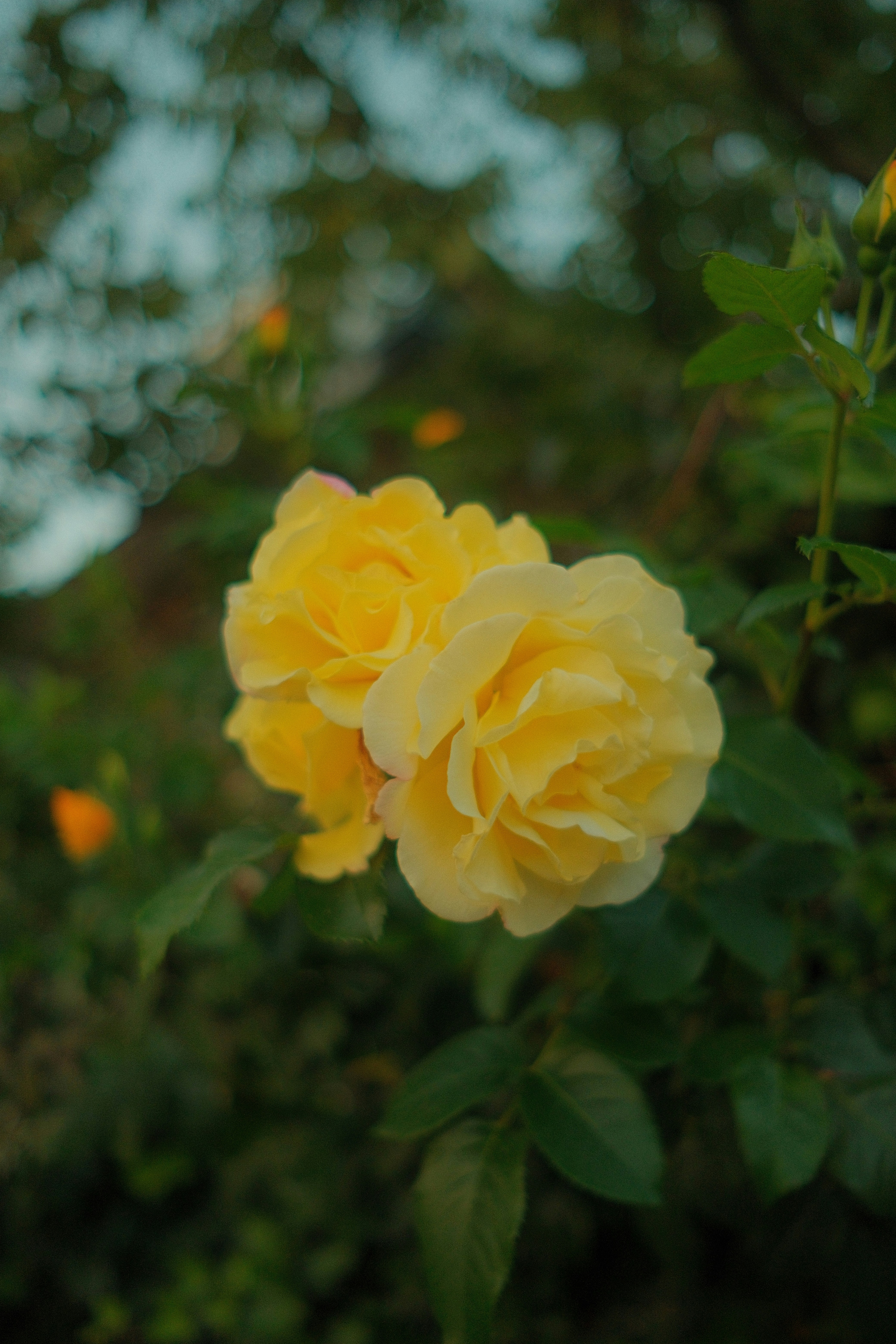 Photo by calbertmelu