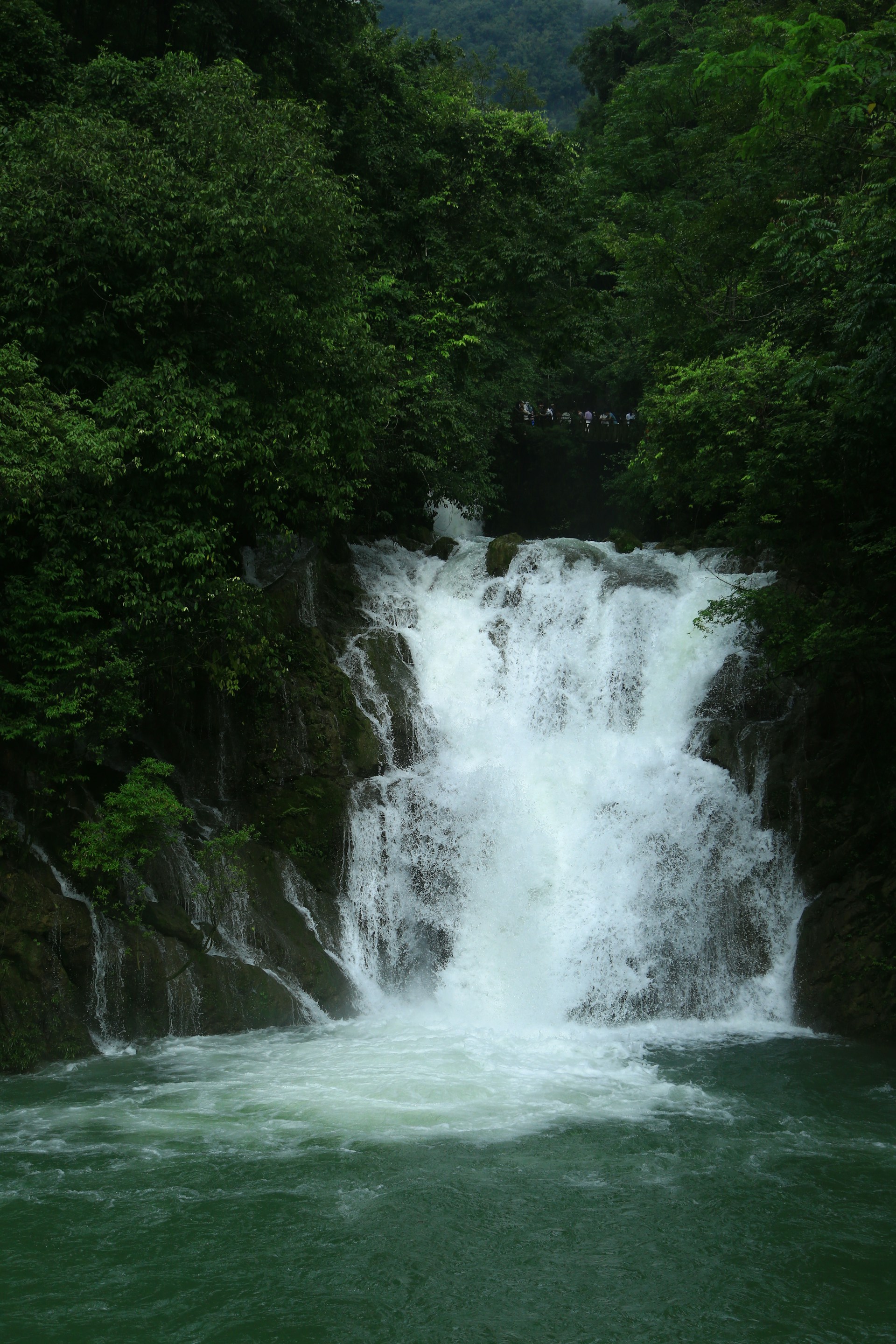 A lush green forest surrounds a cascading waterfall.