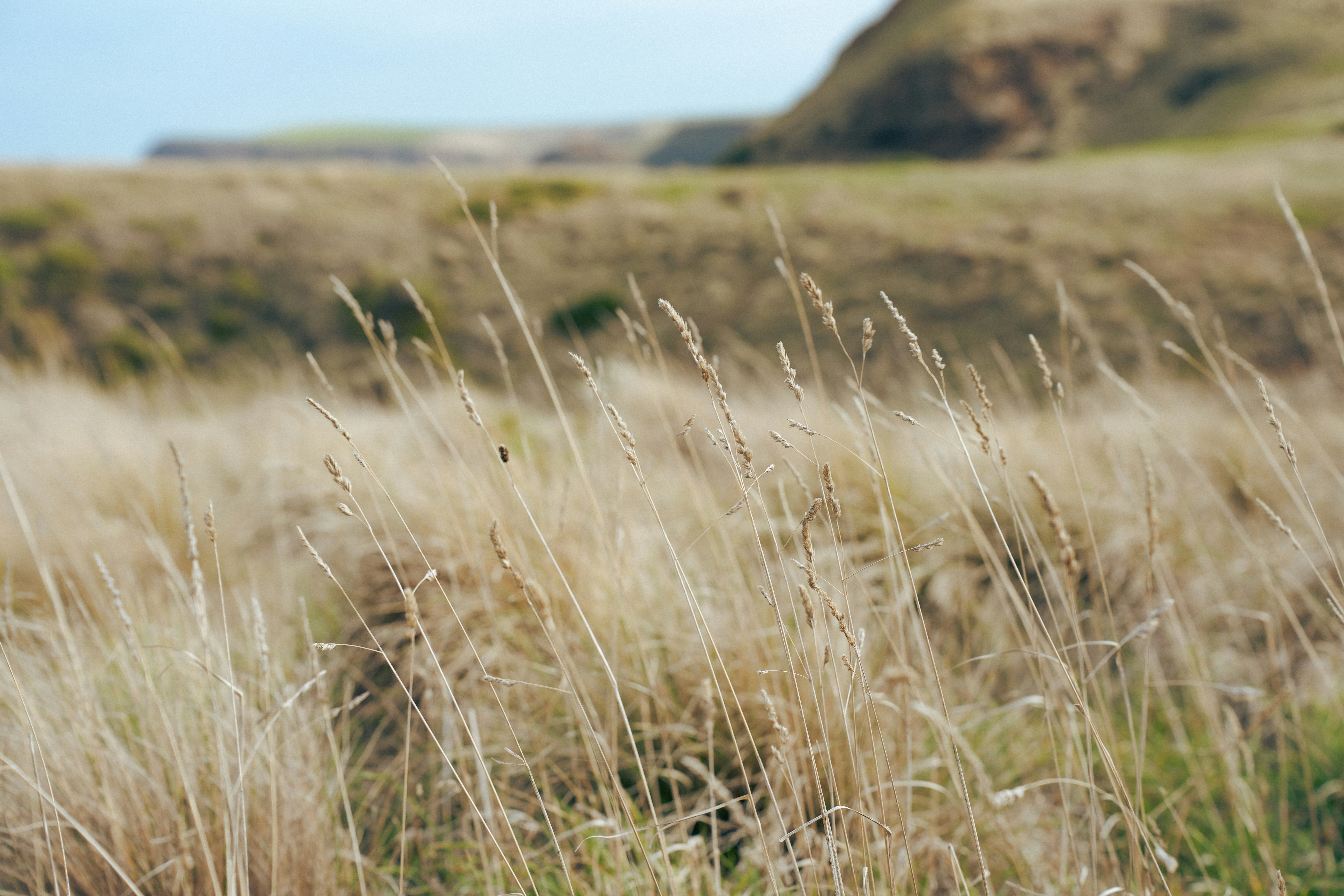 Grama seca soprando ao vento em uma colina
