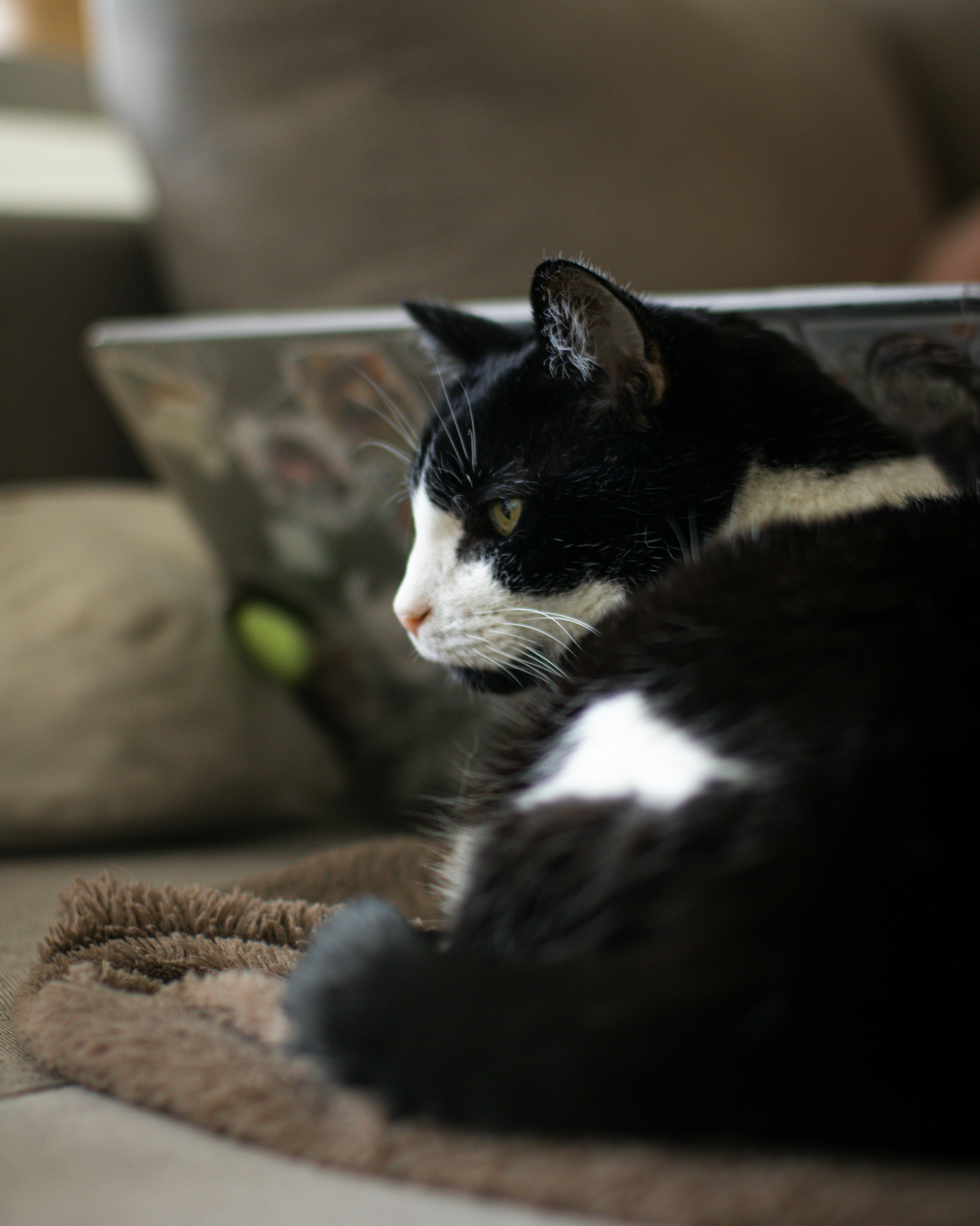 A black and white cat resting near a laptop.