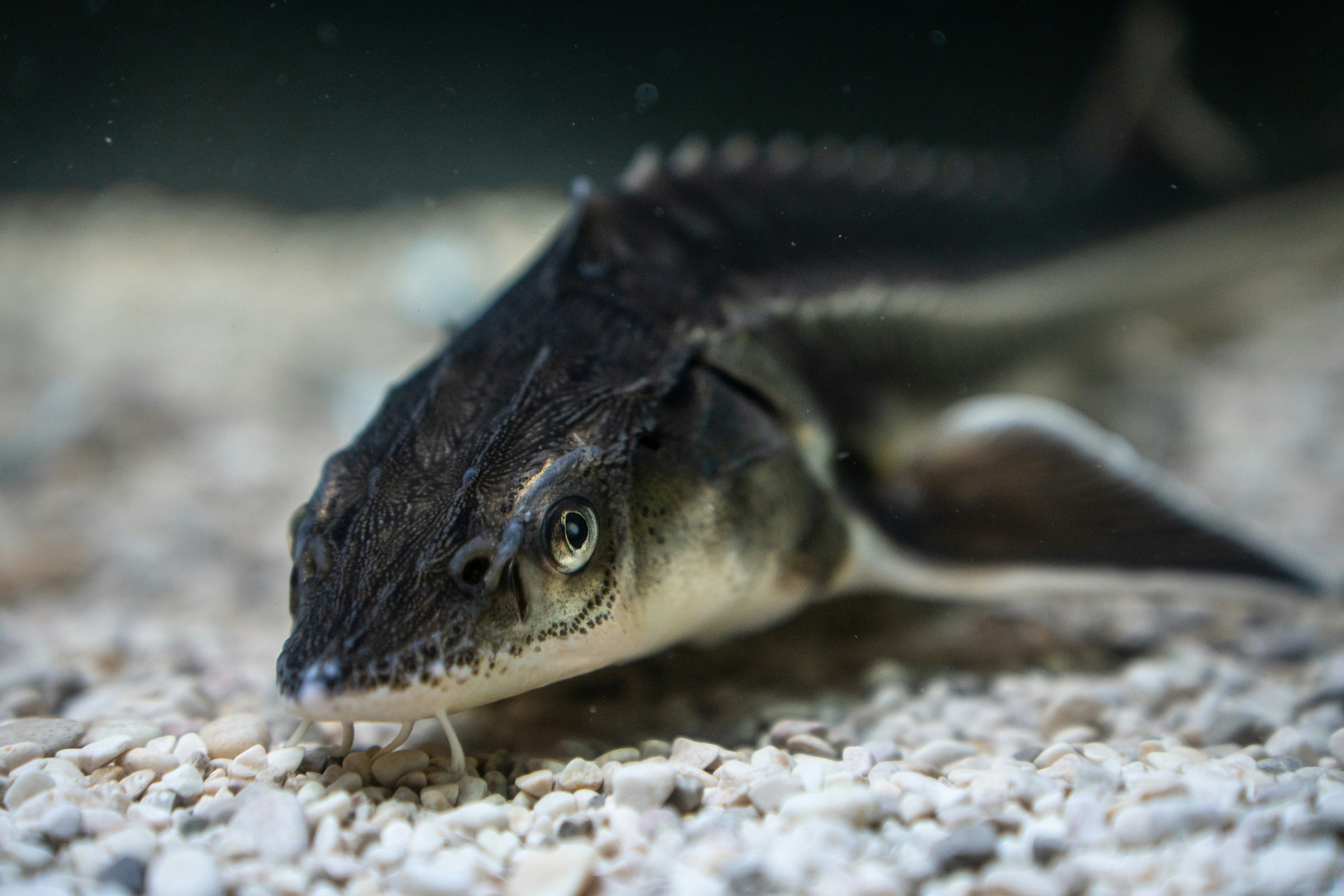 Seekor sturgeon berenang di dekat dasar kerikil.