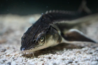 A sturgeon swims near the gravelly bottom.