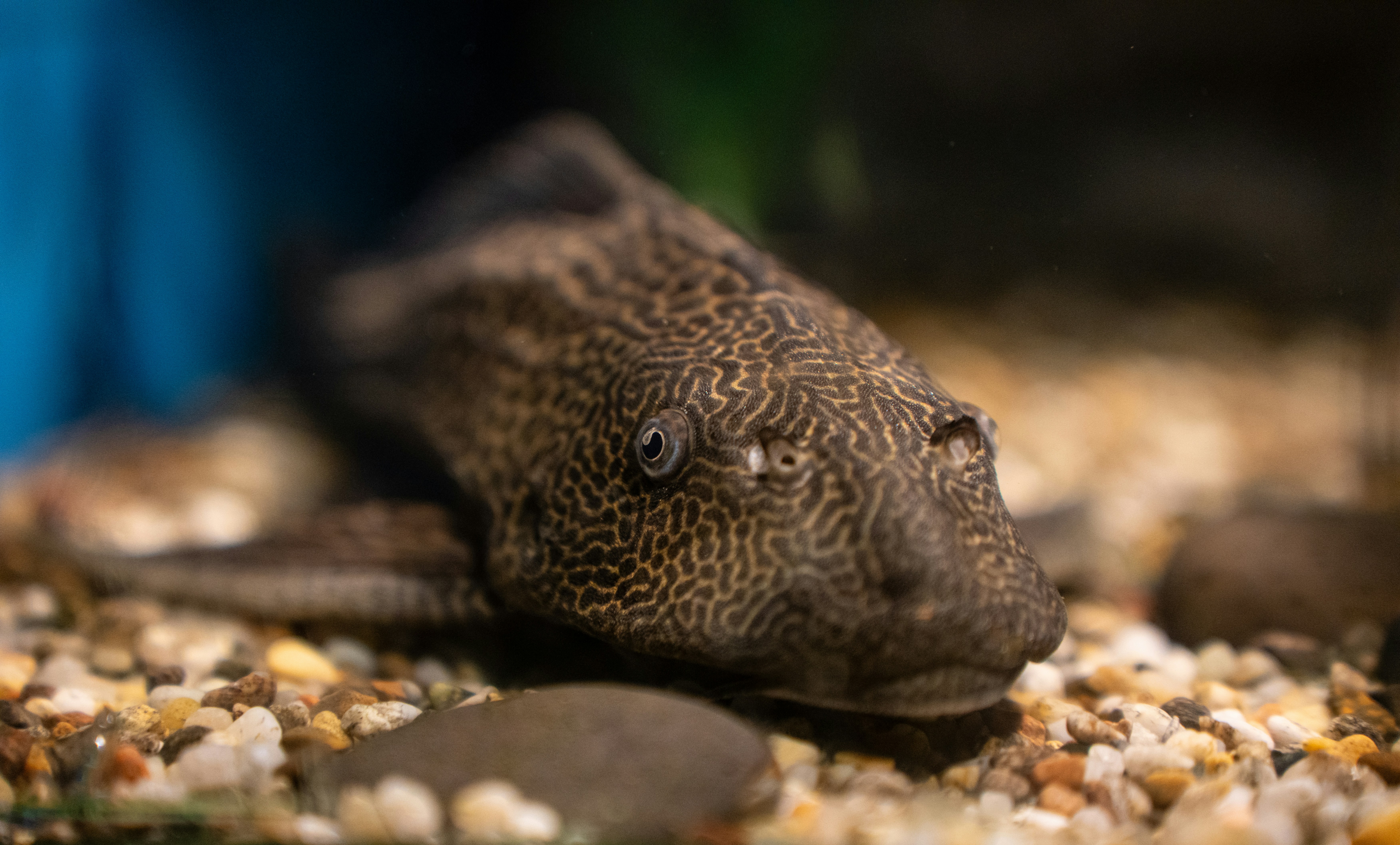 photo-1755594453128-2bec2dc95613?ixid=M3wxMjA3fDB8MXxzZWFyY2h8OHx8YXhvbG90bHMlMjBmb3IlMjBzYWxlfGVufDB8fHx8MTc2NDg4OTM3M3ww\u0026ixlib=rb-4.1.0