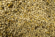 Close-up of many small, round, off-white seeds