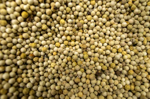Close-up of many small, round, off-white seeds