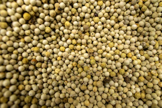 Close-up of many small, round, off-white seeds