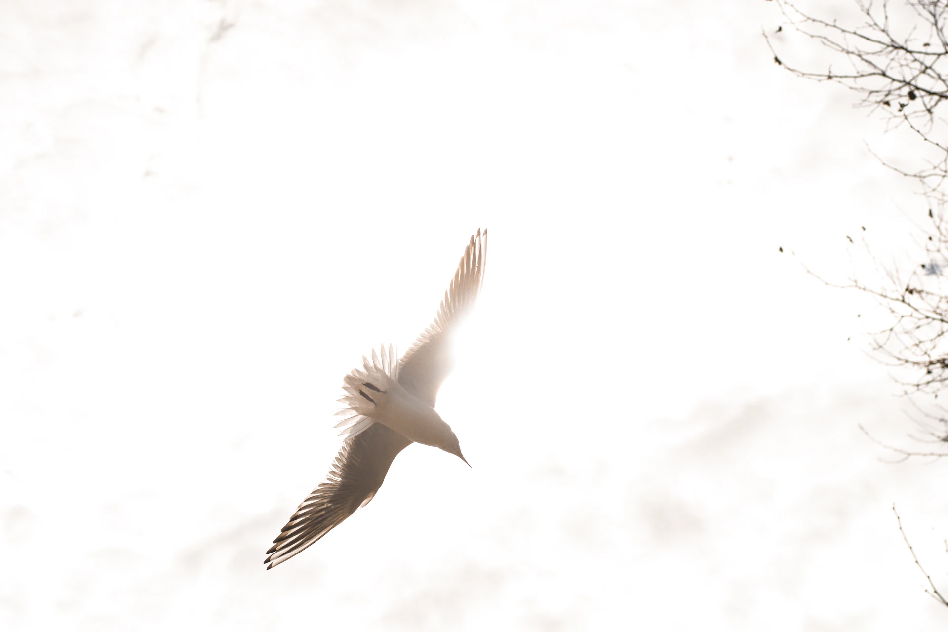 A seagull flying against a bright sky