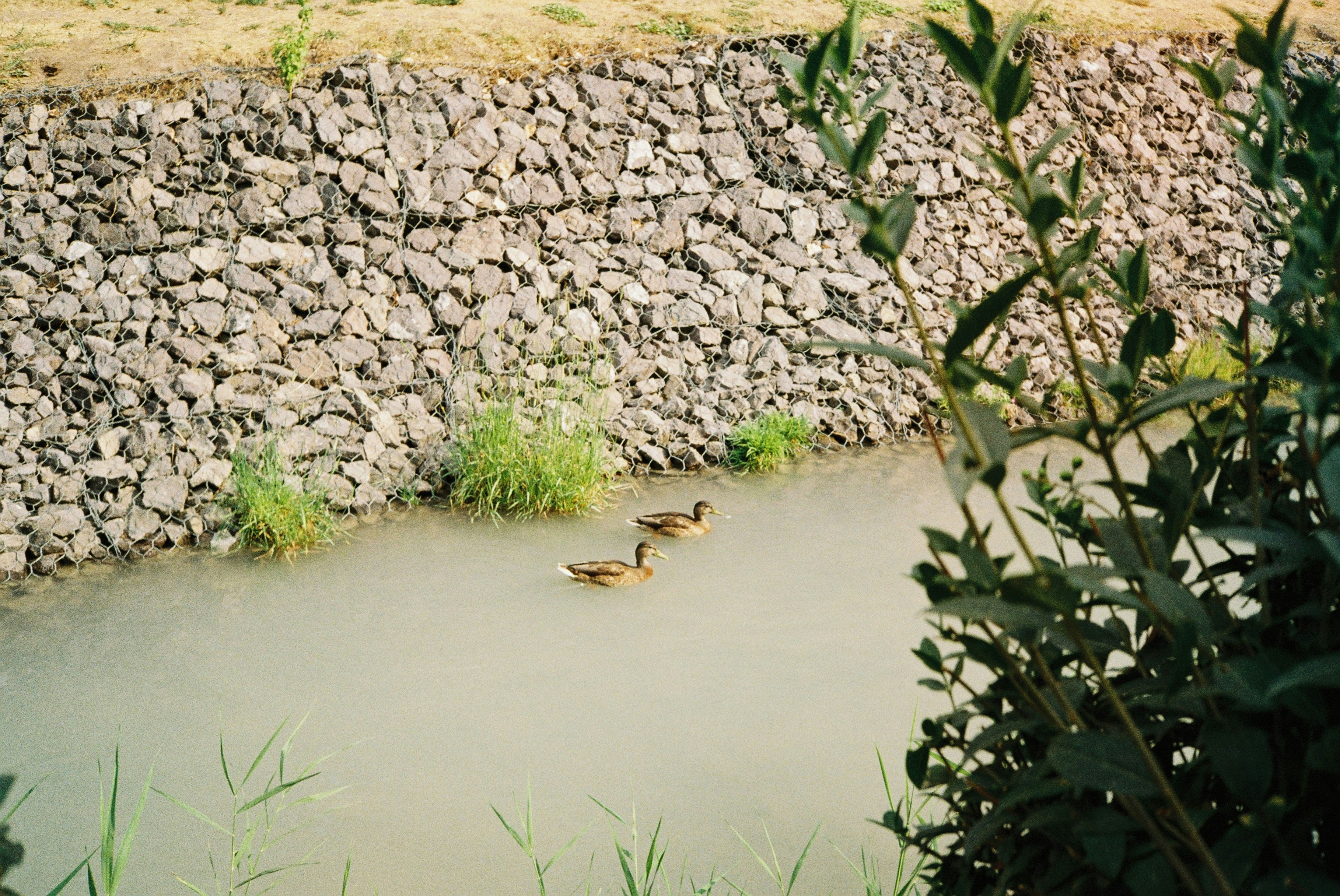 Two ducks swim in a calm canal with stone embankment.