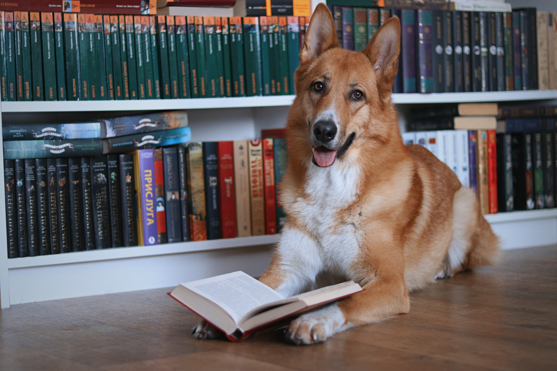 A dog lies on the floor reading a book.
