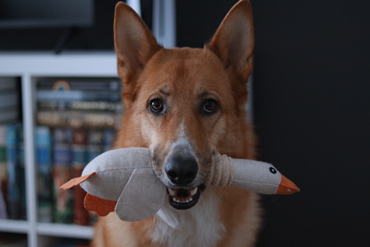 Dog playing with enrichment toy