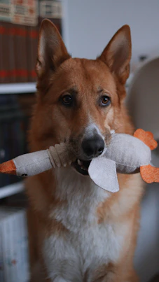 A german shepherd holding a stuffed duck toy