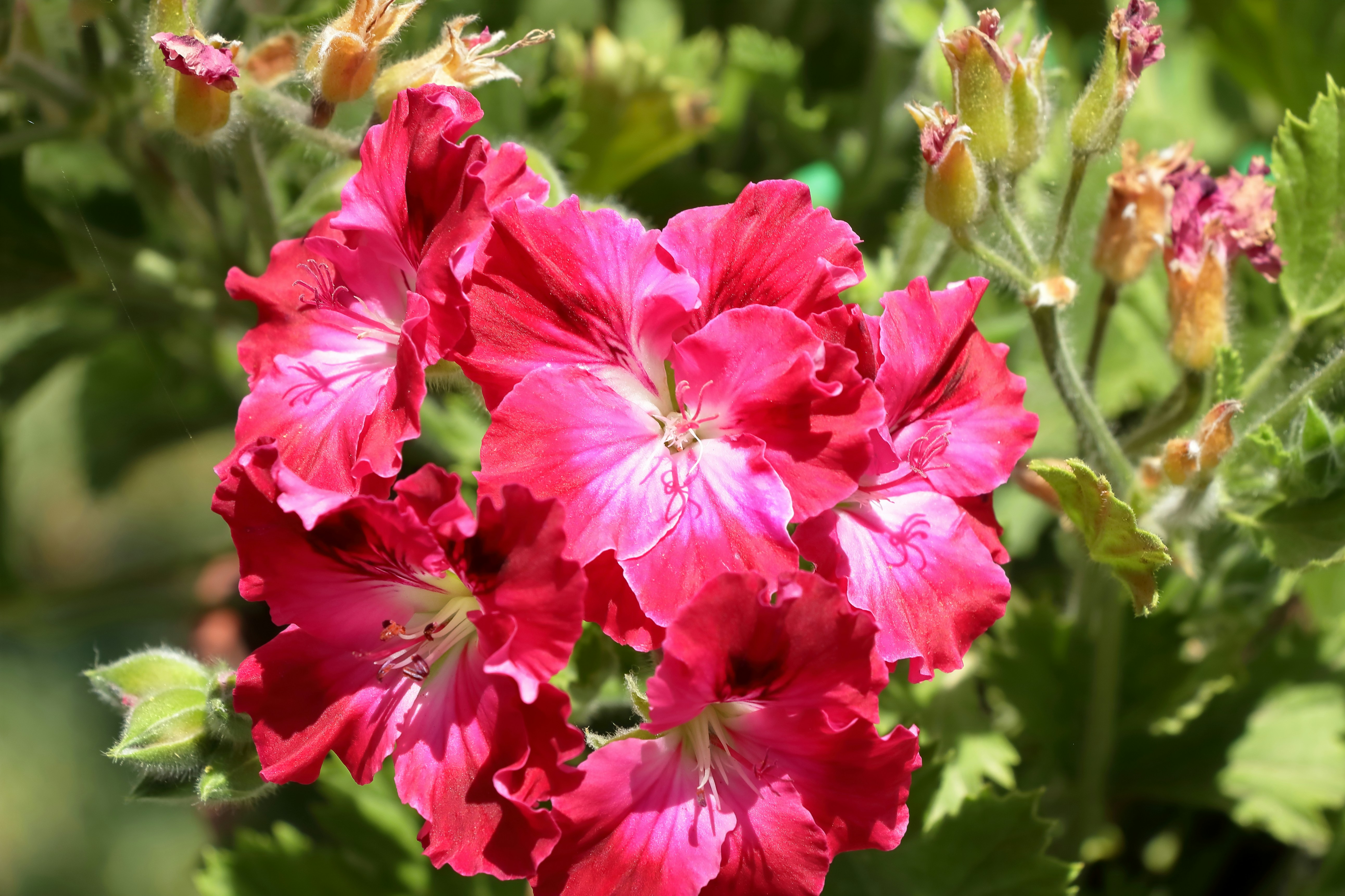 Fleurs de géranium roses et rouges en gros plan