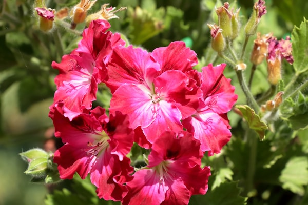 Geranio — Pelargonium graveolens