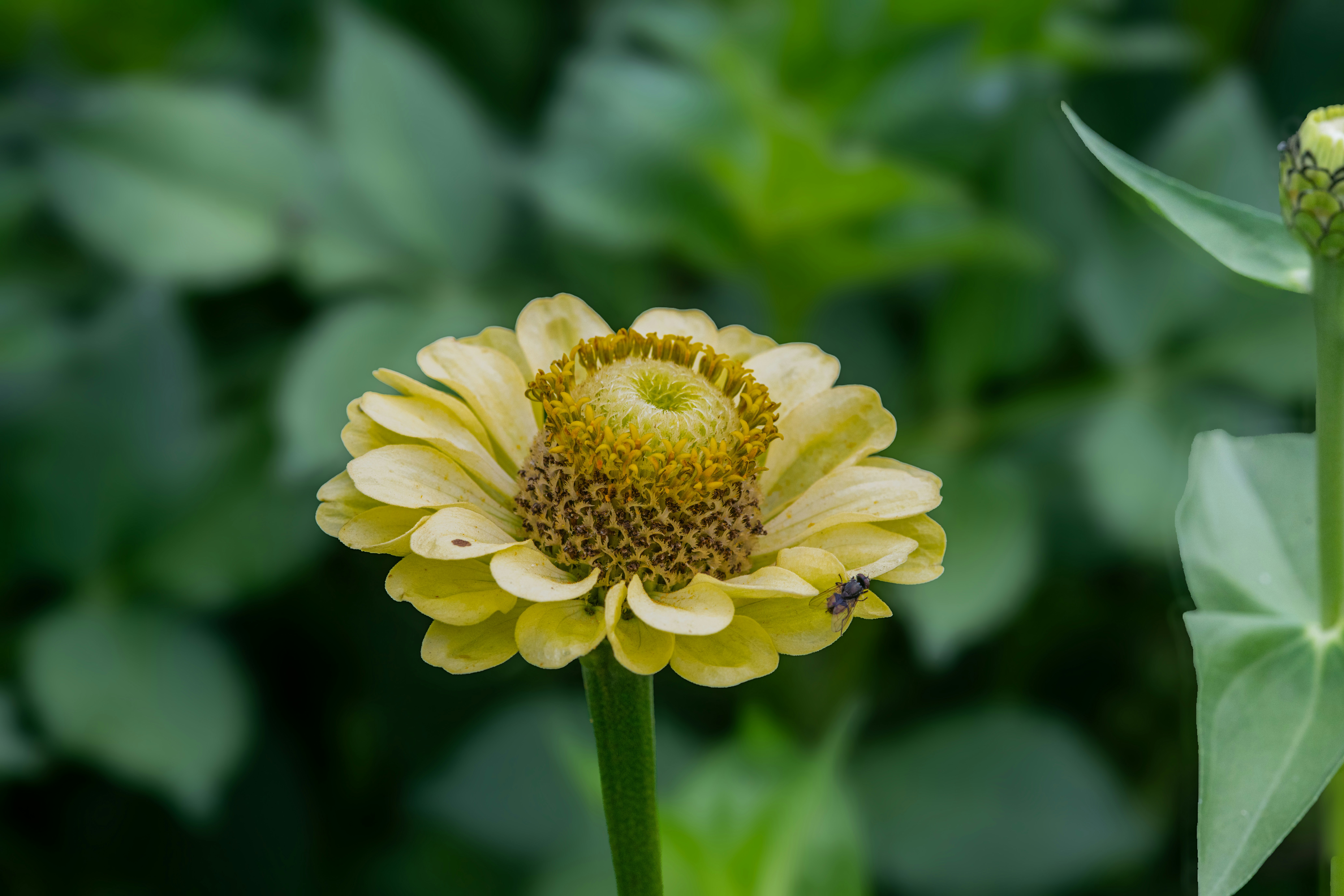 Photo by siegfriedpoepperl