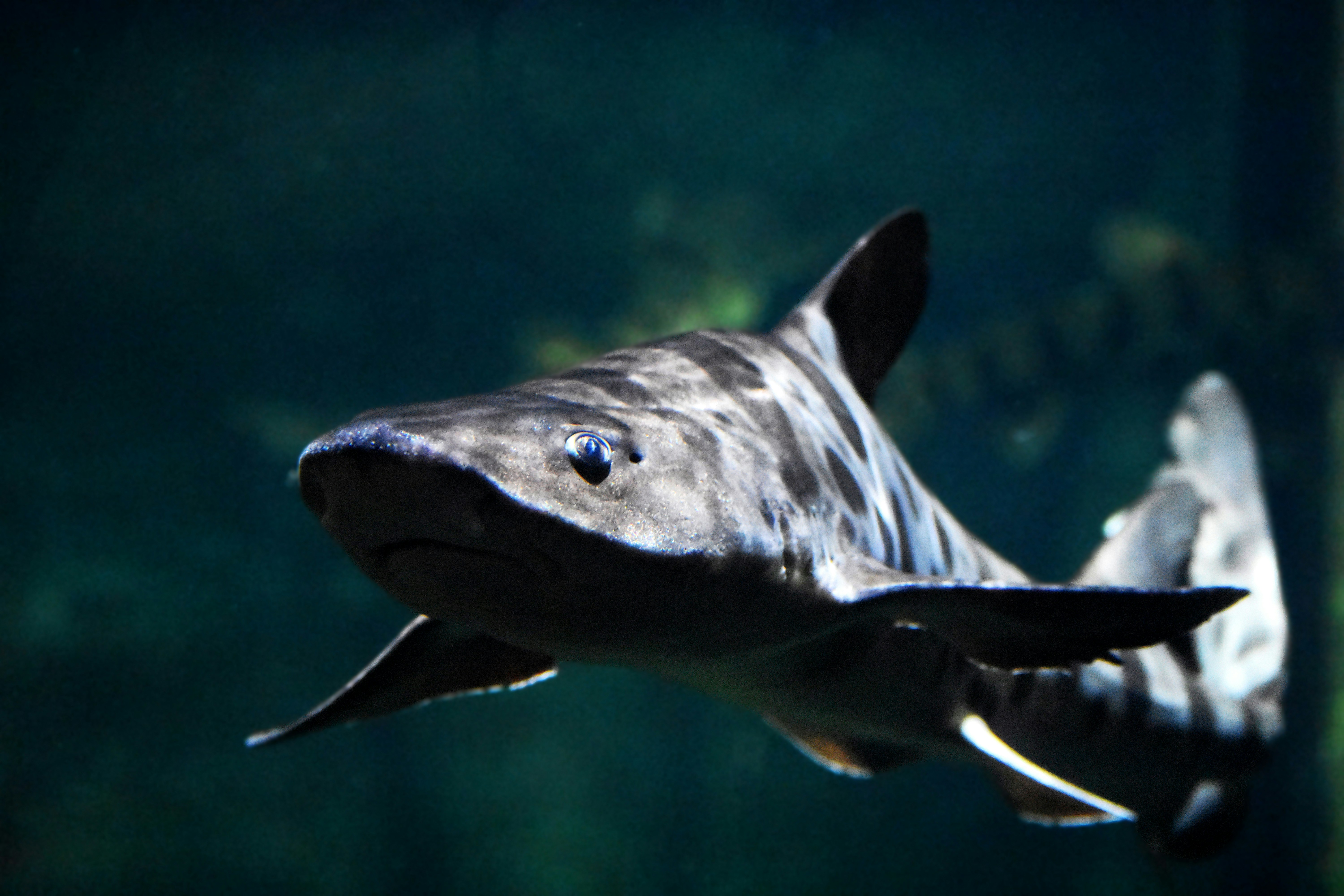 Photo by moodygardens