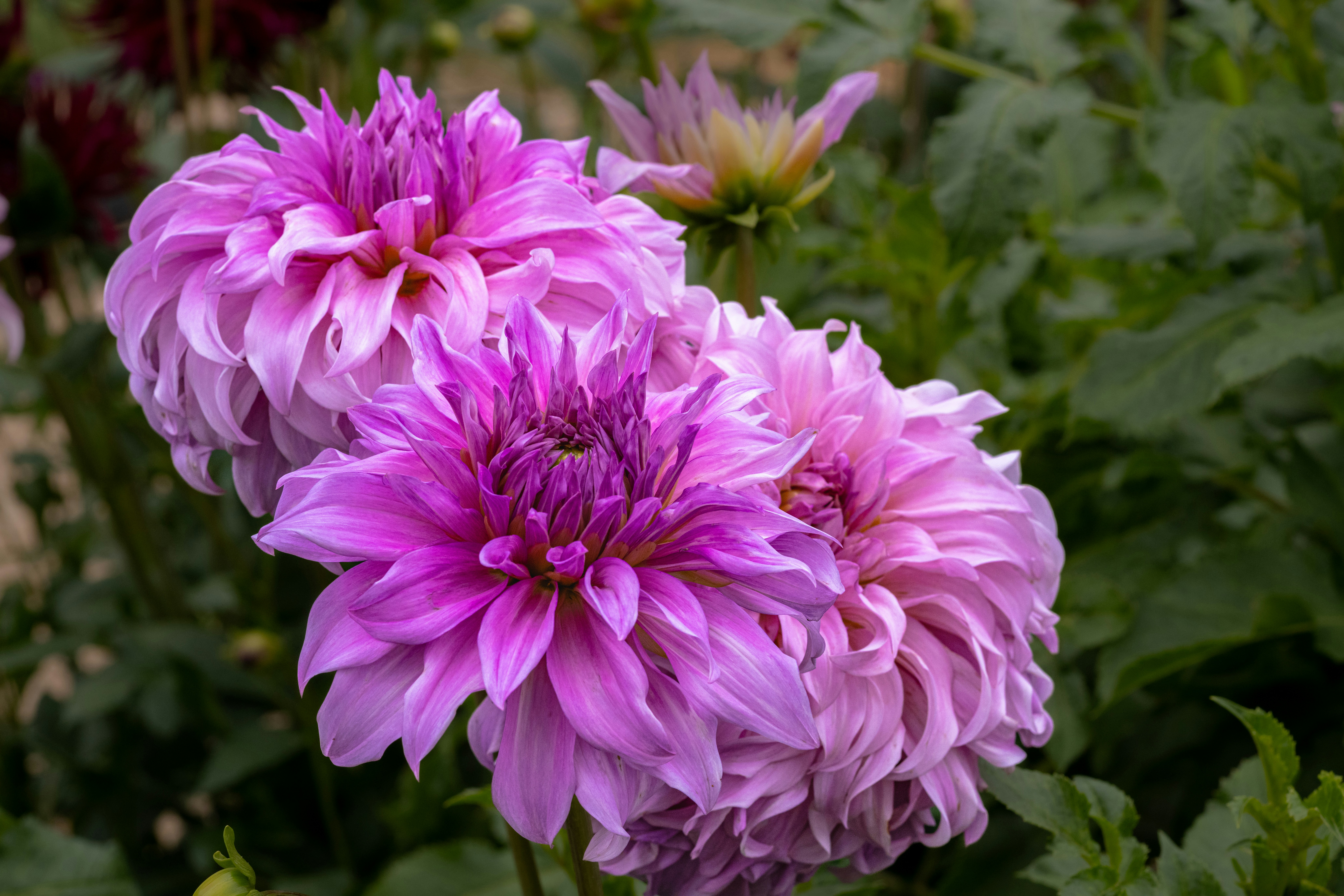 Photo by siegfriedpoepperl