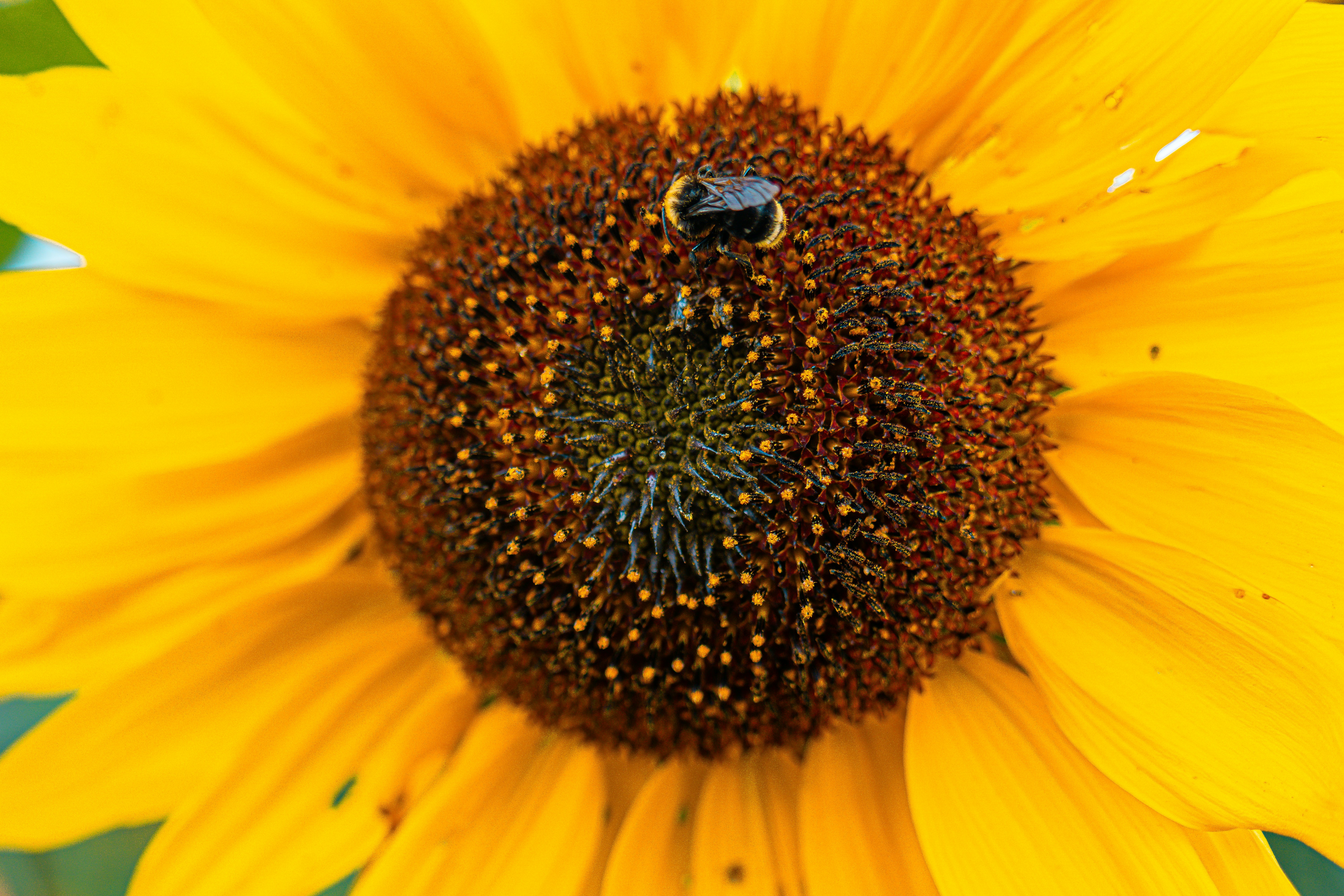 A bee on a bright yellow sunflower