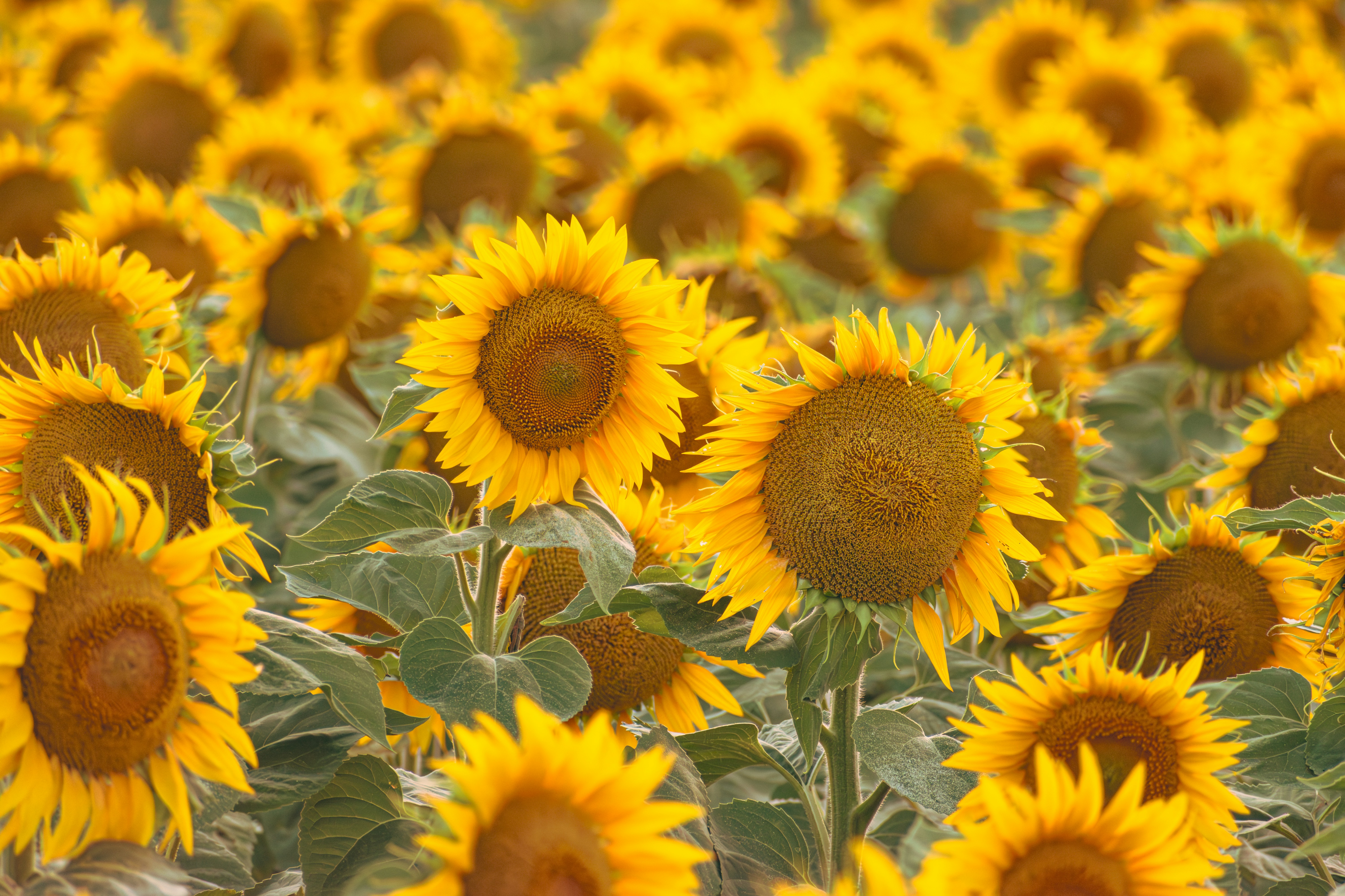 Photo by niki_emmert