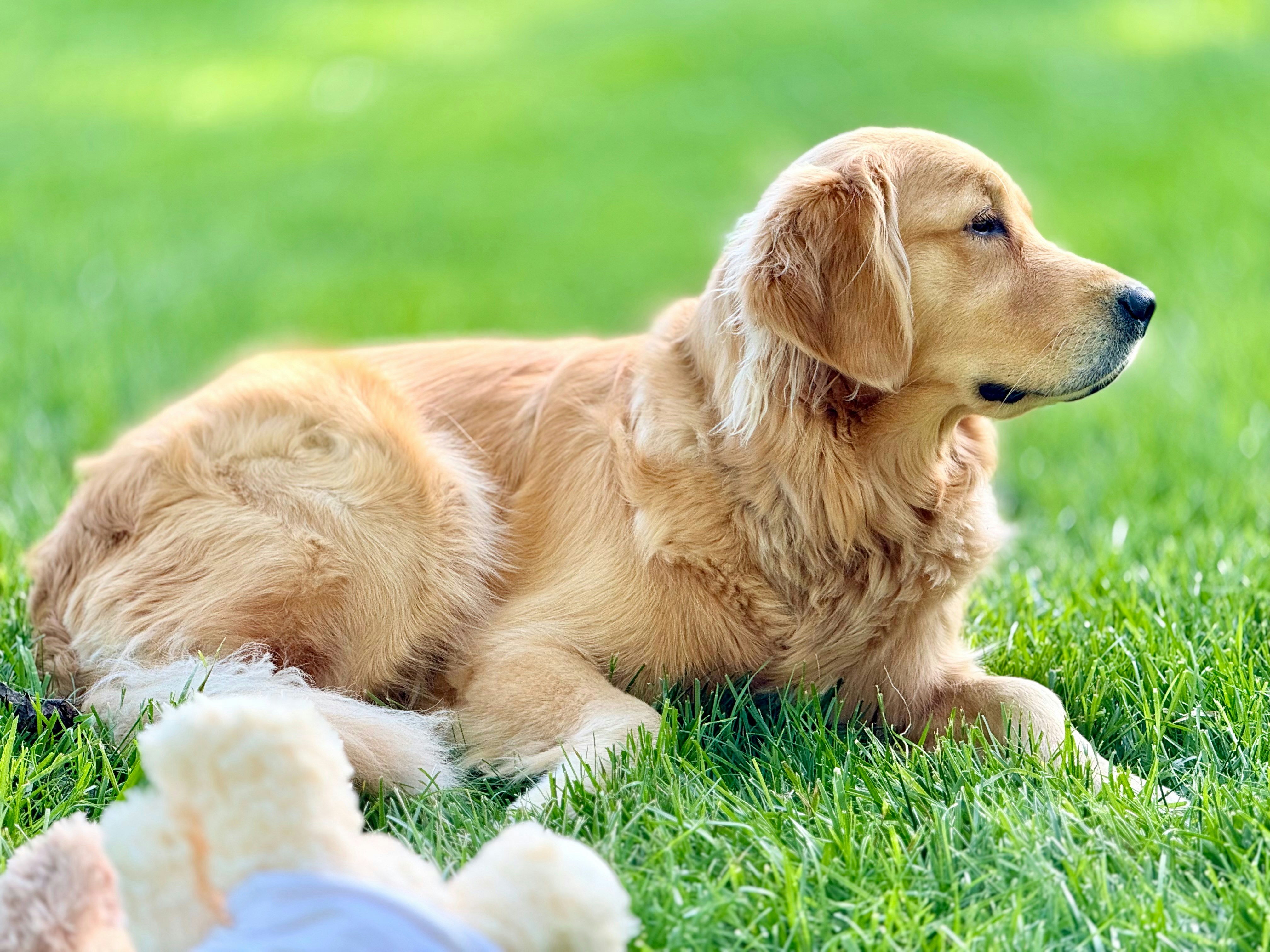 Golden retriever dog lying on green grass