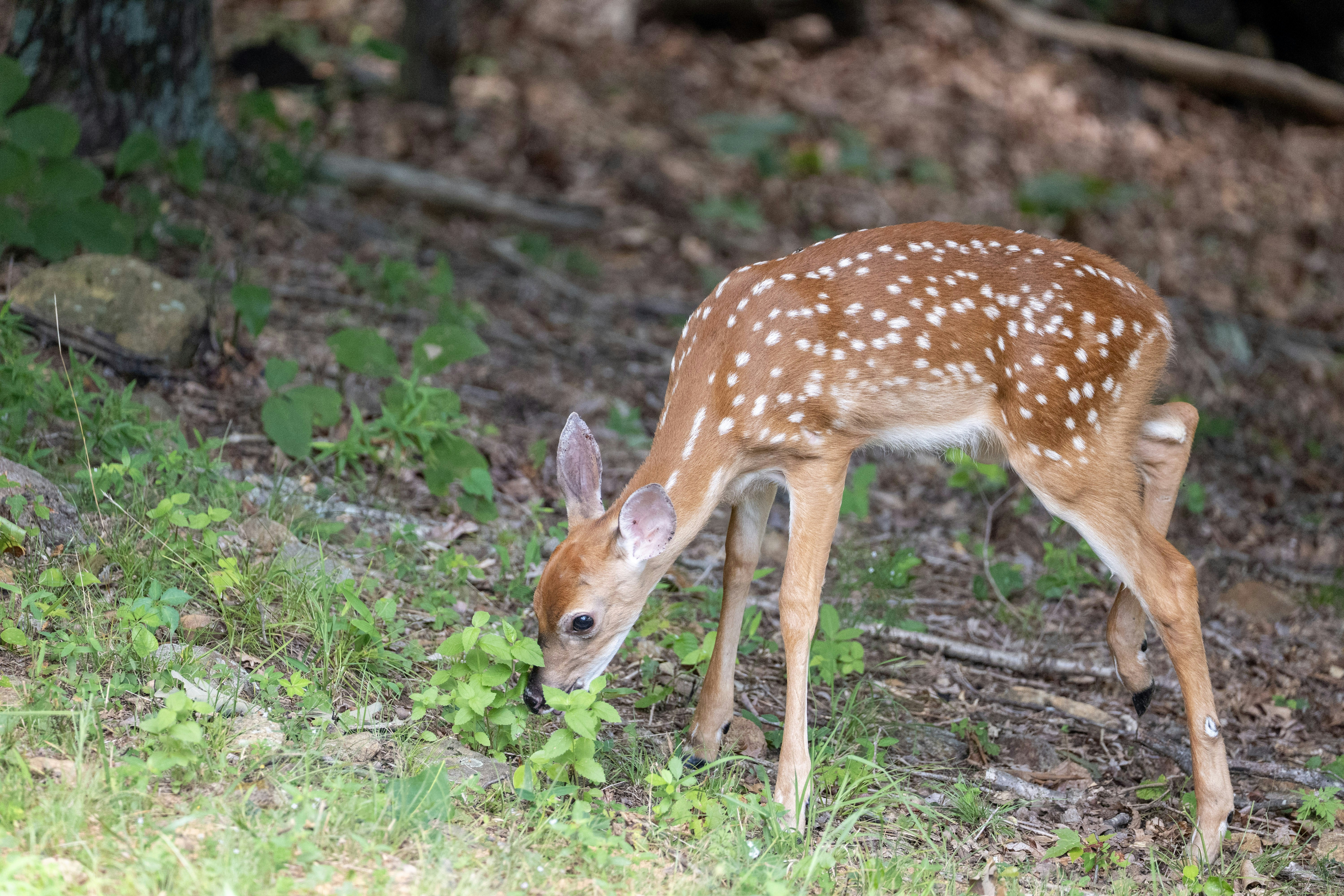 Un faon tacheté broute dans une clairière herbeuse. photo – Image gratuite de  Faon sur Unsplash, image size:3000x2000