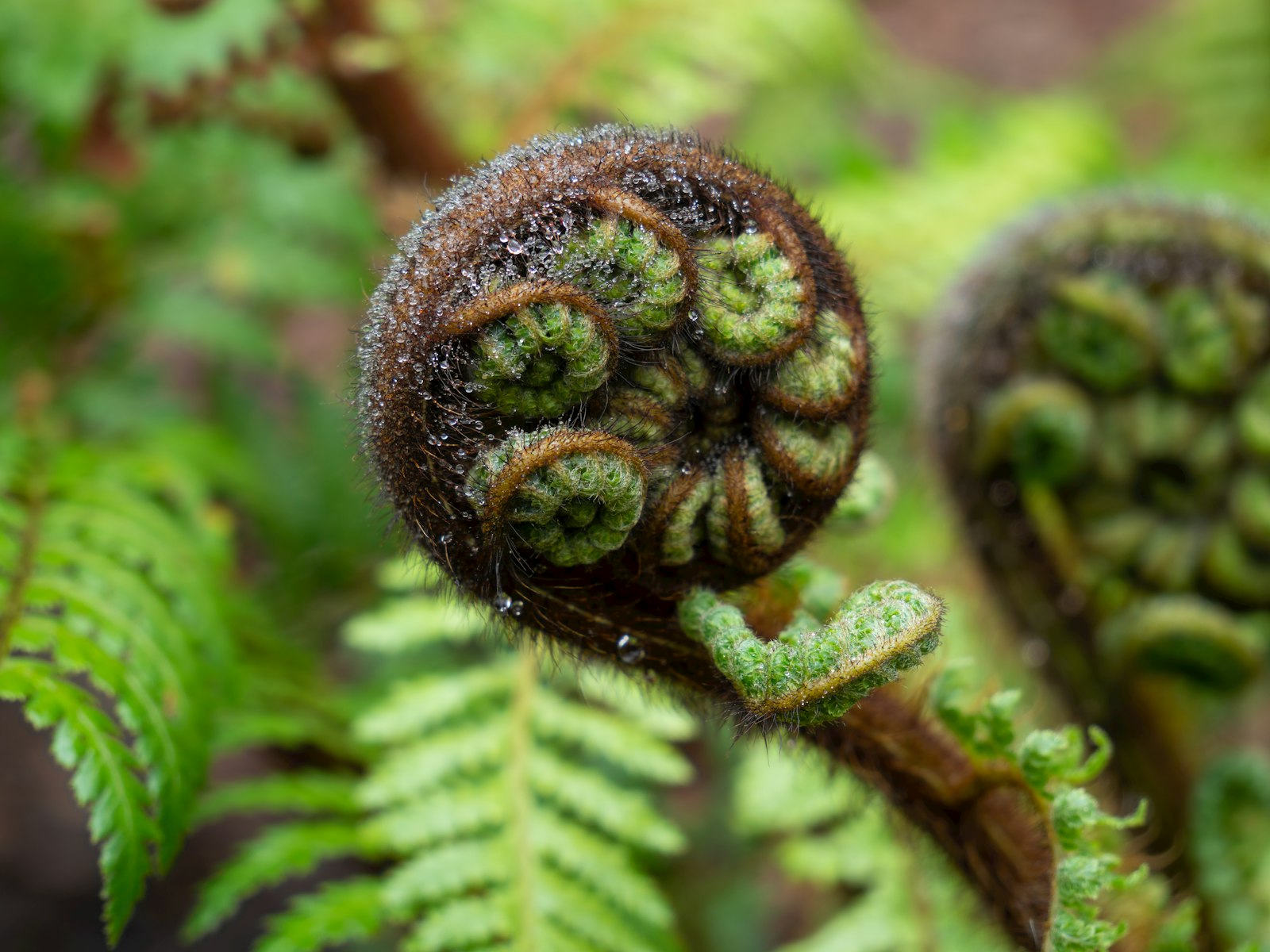 Close-up of a fern frond unfurling
