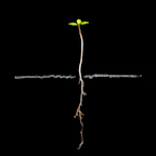 A small plant seedling with roots on black background