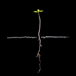 A small plant seedling with roots on black background