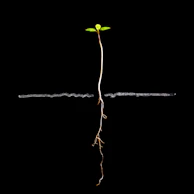 A small plant seedling with roots on black background